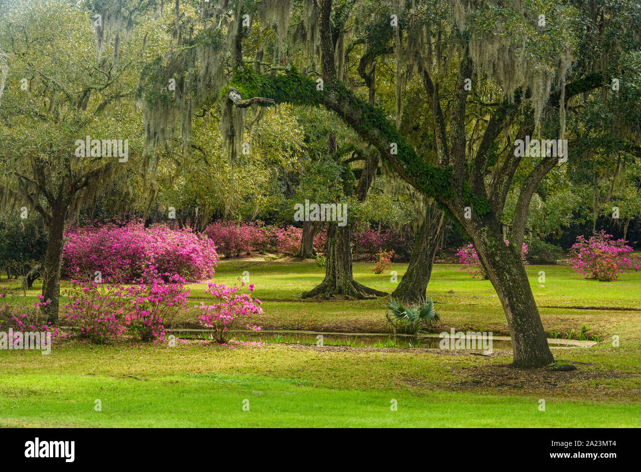 Fioritura azalee e sud live oak in primavera, Jungle Gardens, isola di Avery in Louisiana, Stati Uniti d'America Foto Stock