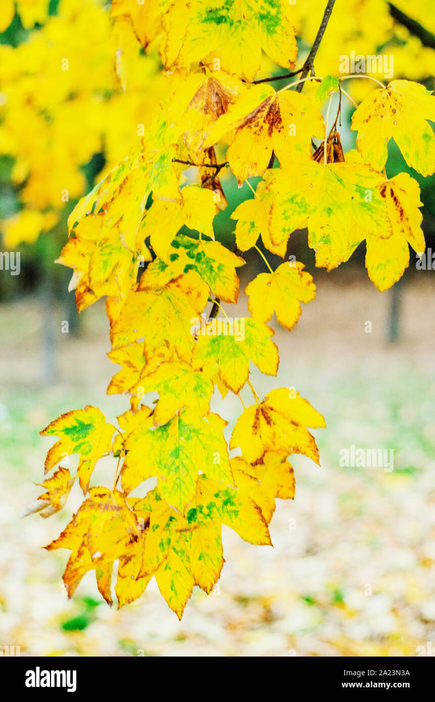 Foglie colorate nella bella stagione autunnale nel Parco Foto Stock