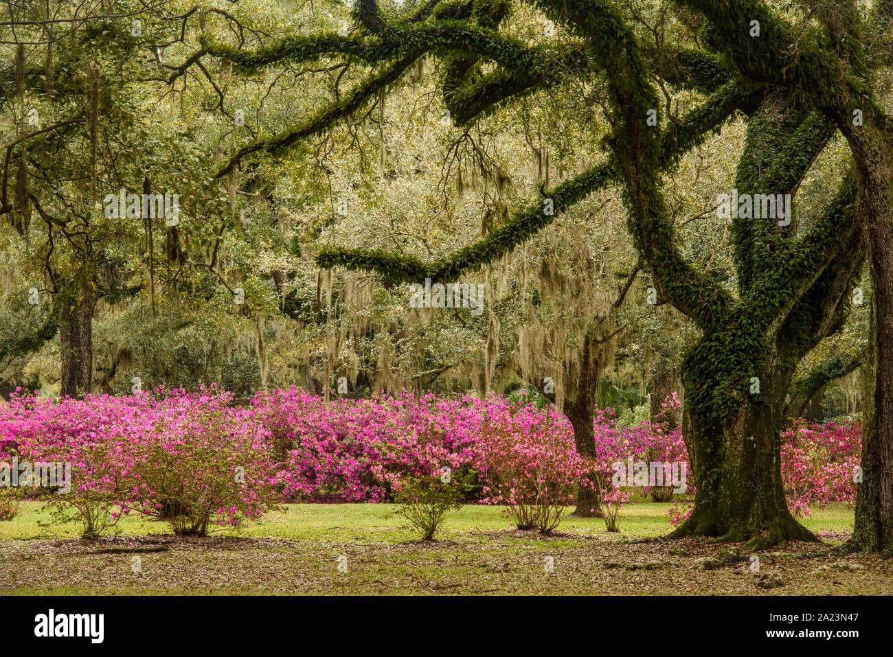 Fioritura azalee e sud live oak in primavera, Jungle Gardens, isola di Avery in Louisiana, Stati Uniti d'America Foto Stock