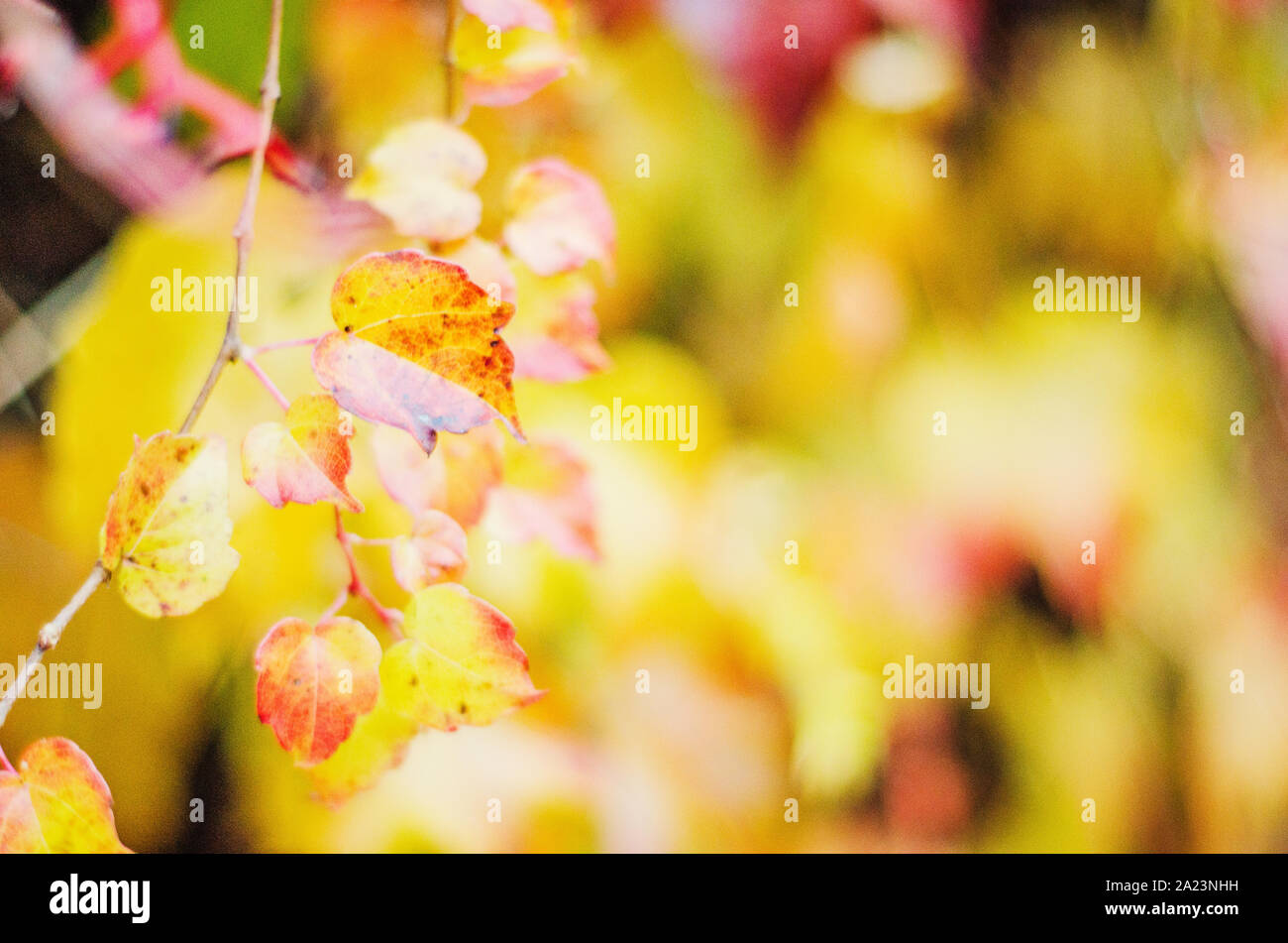 Foglie colorate nella bella stagione autunnale nel Parco Foto Stock