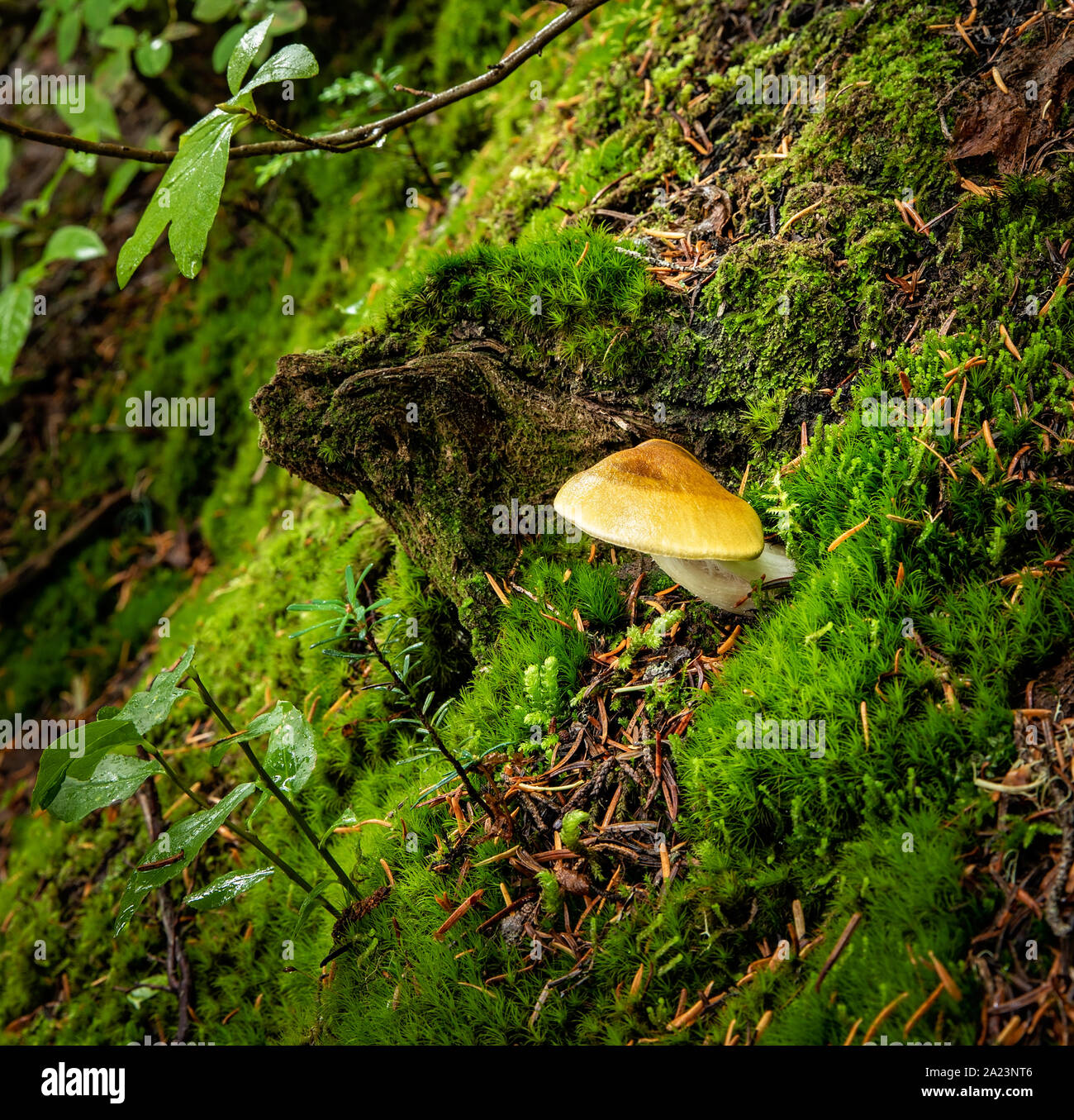 Funghi selvatici che crescono in verde e lussureggiante moss in una foresta sul lato di una montagna in British Columbia, Canada Foto Stock