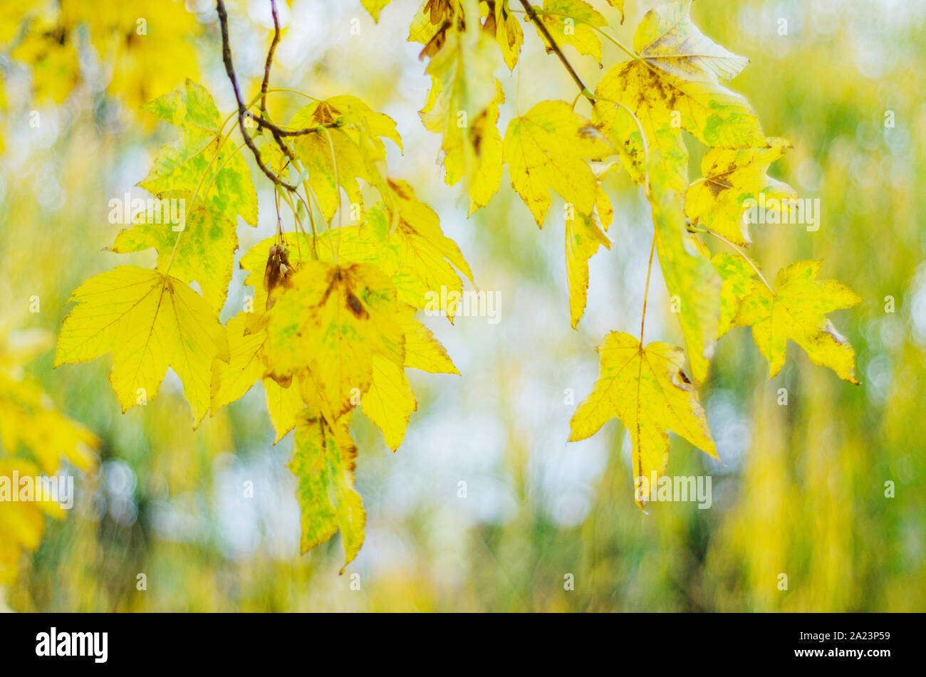 Foglie colorate nella bella stagione autunnale nel Parco Foto Stock