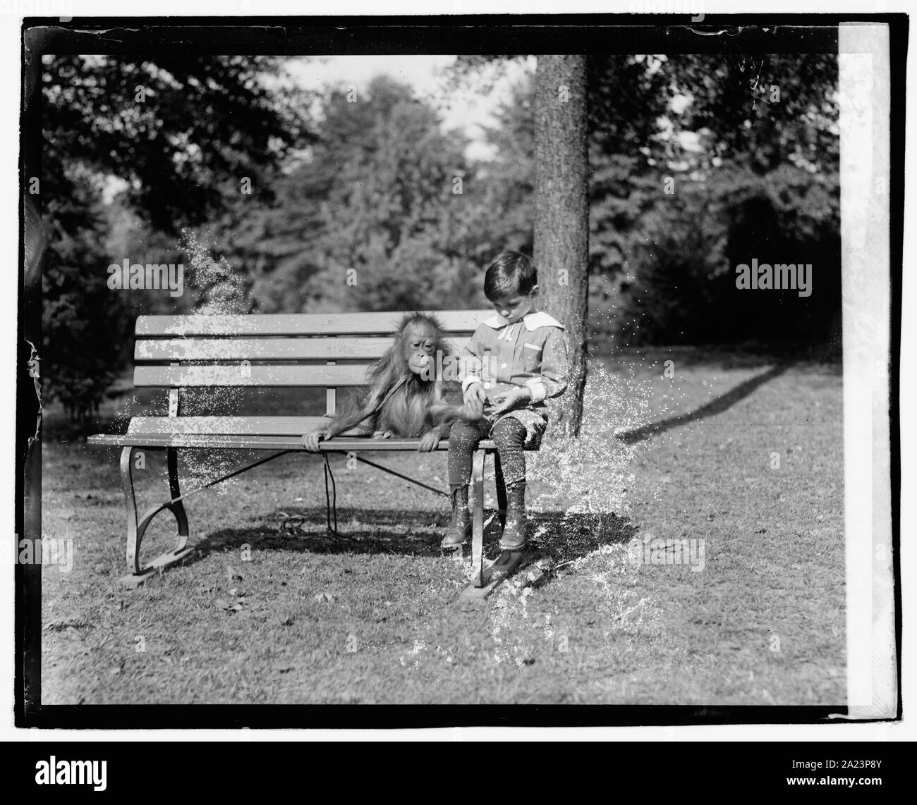 Orangoutang Foto Stock