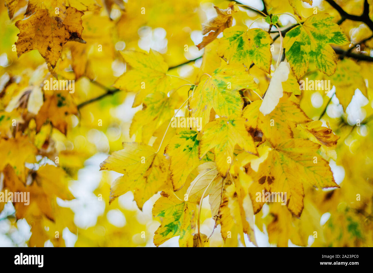 Foglie colorate nella bella stagione autunnale nel Parco Foto Stock
