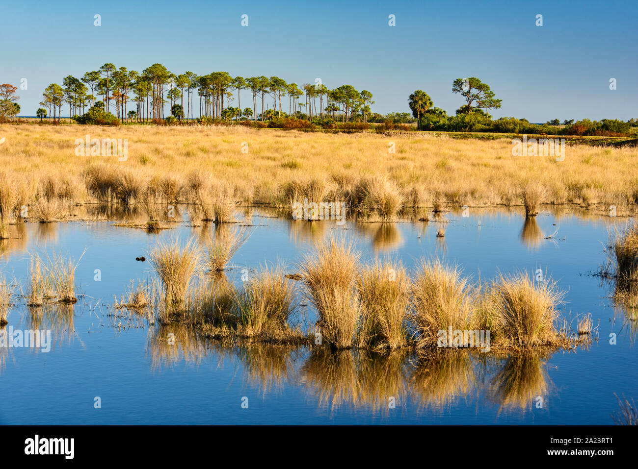 Hummock di erbe di palude in una palude di acqua salata, il St. Marks National Wildlife Refuge, Florida, Stati Uniti Foto Stock