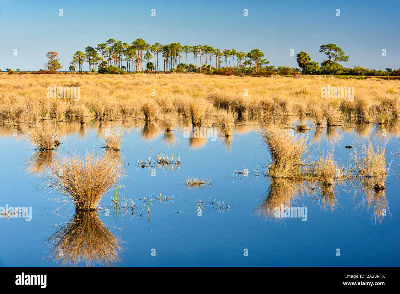 Hummock di erbe di palude in una palude di acqua salata, il St. Marks National Wildlife Refuge, Florida, Stati Uniti Foto Stock