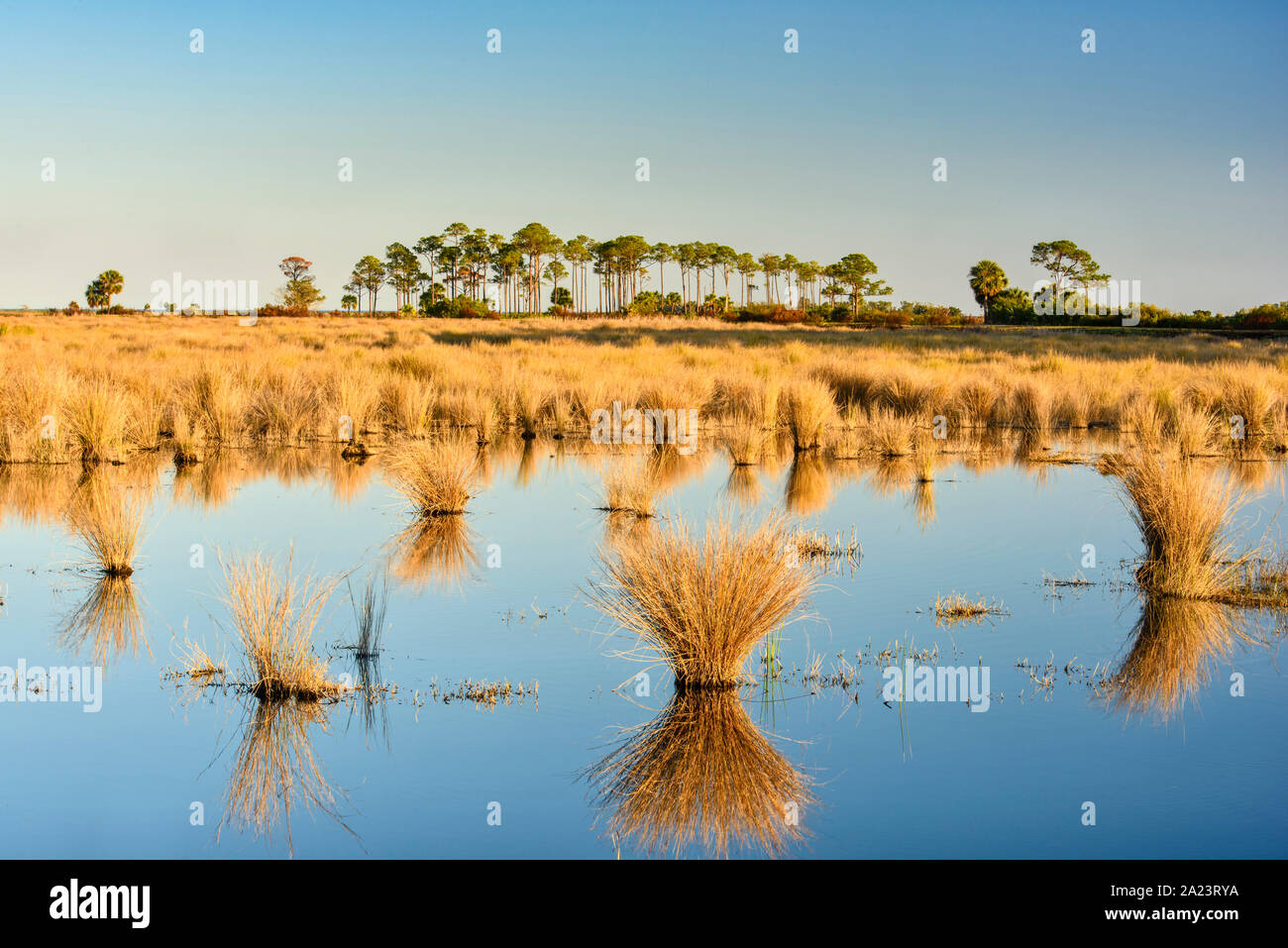 Hummock di erbe di palude in una palude di acqua salata, il St. Marks National Wildlife Refuge, Florida, Stati Uniti Foto Stock