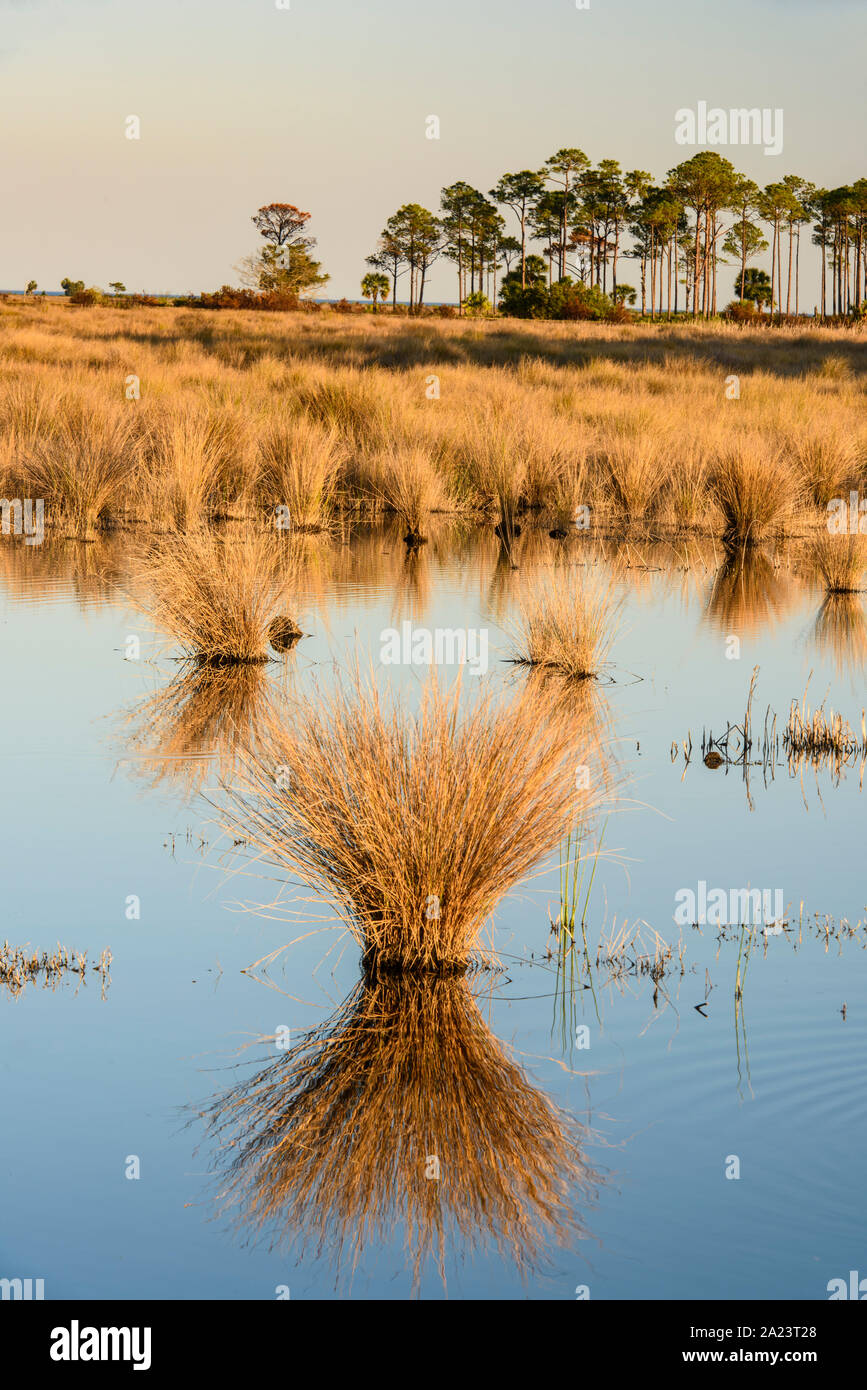 Hummock di erbe di palude in una palude di acqua salata, il St. Marks National Wildlife Refuge, Florida, Stati Uniti Foto Stock