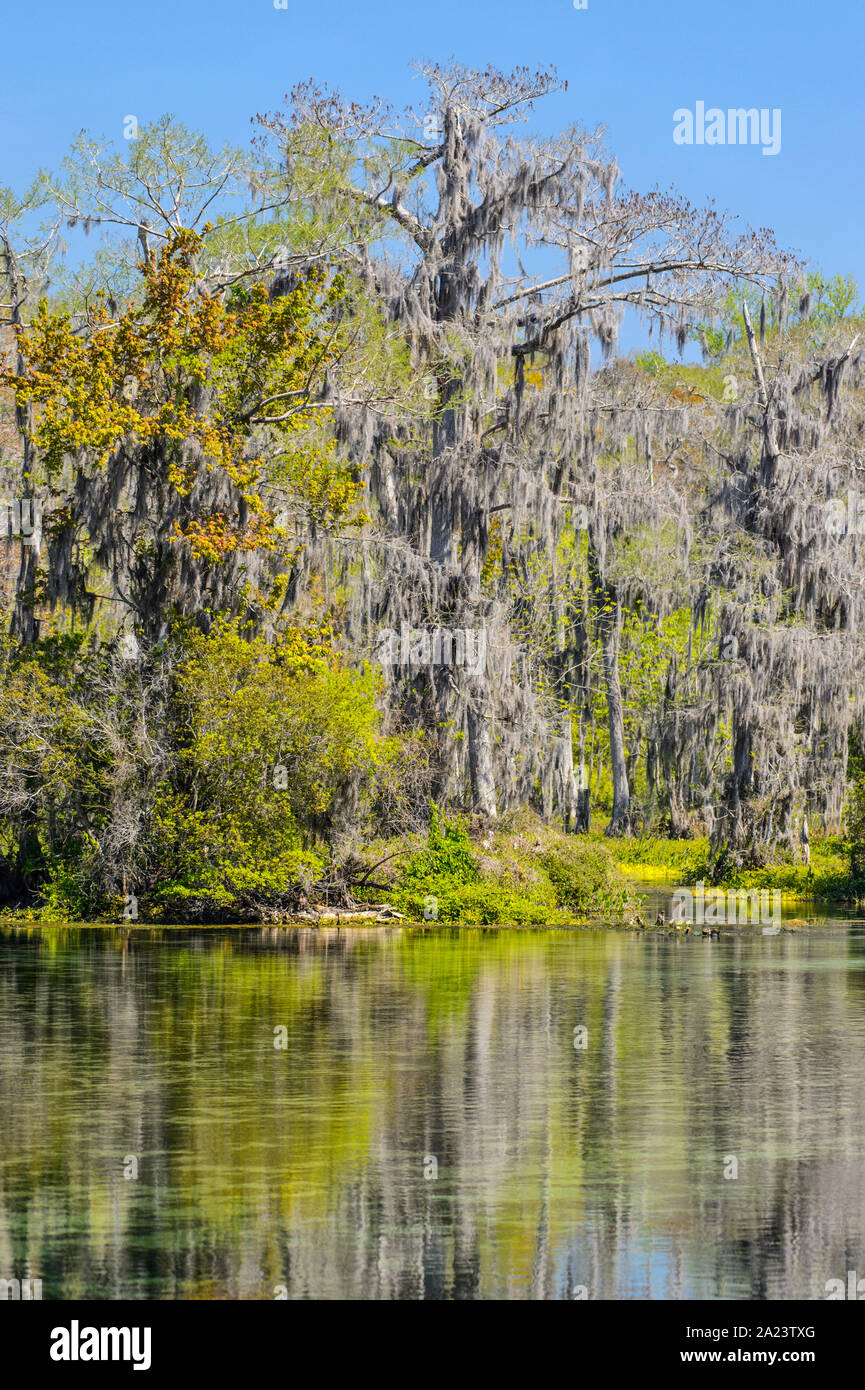 Alberi di primavera che si affacciano sulle sorgenti di Wakulla, Edward Ball Wakulla Springs state Park, Florida, Stati Uniti Foto Stock