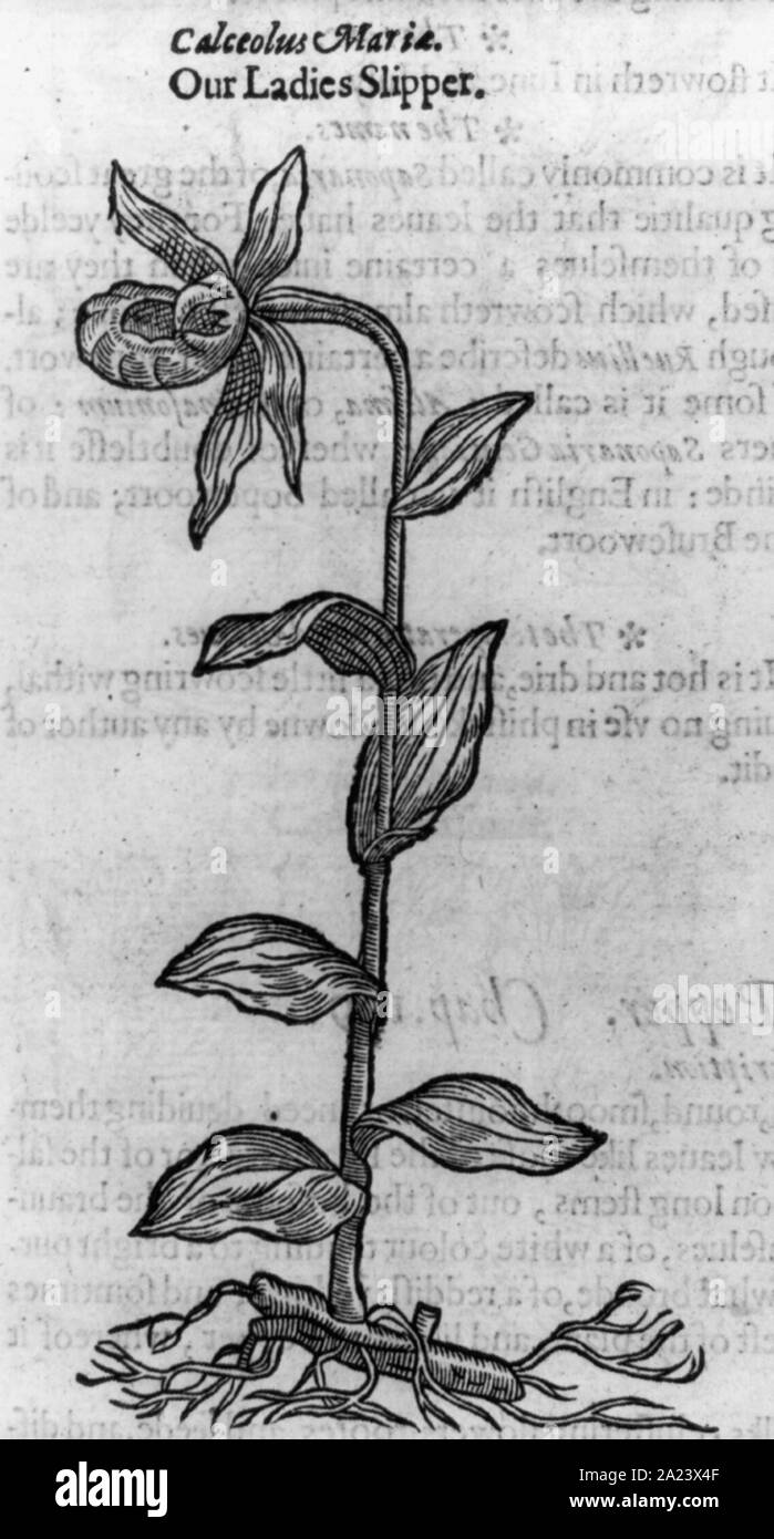 Le nostre ladies pantofola fiore Foto Stock