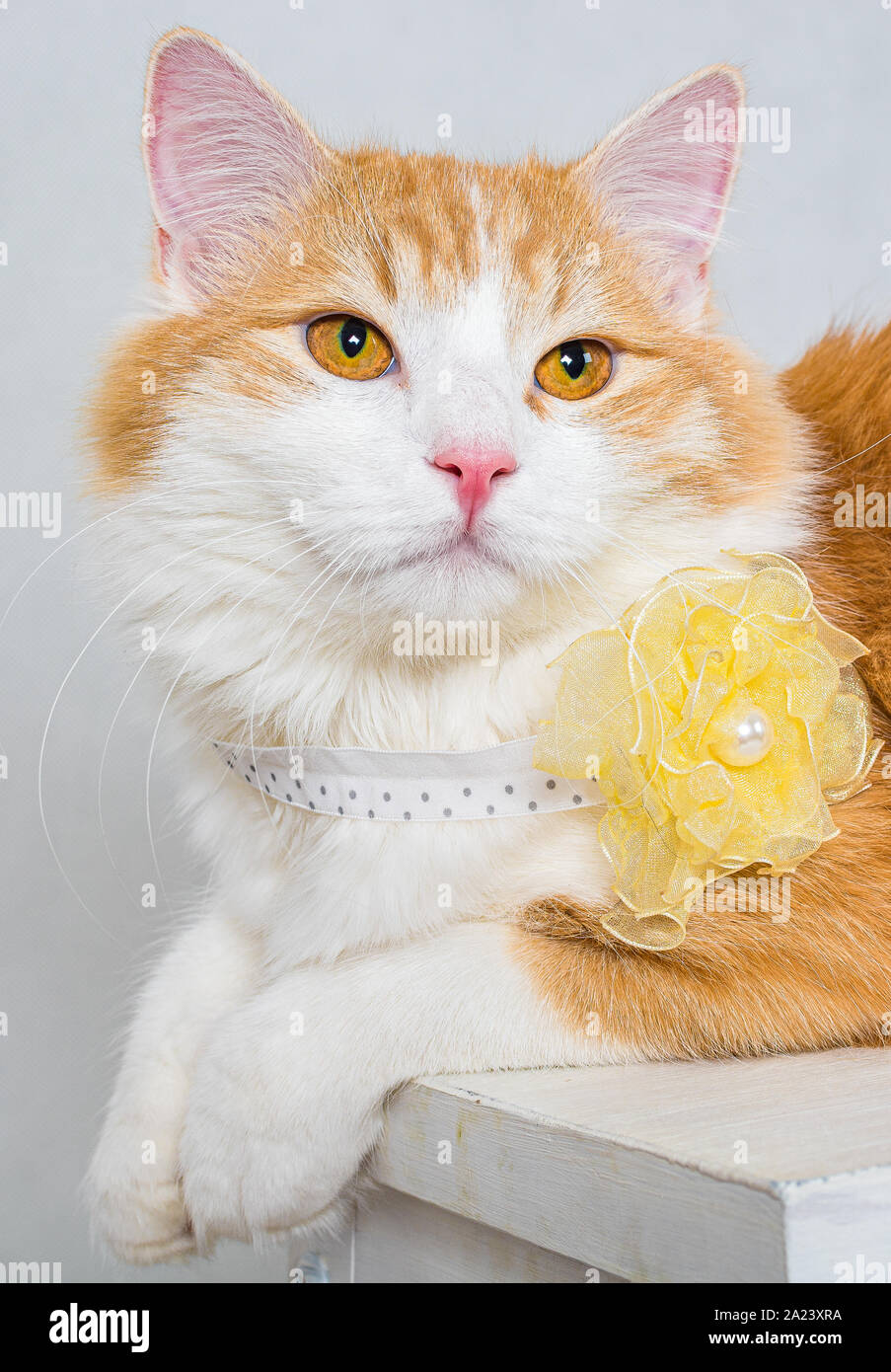 Ritratto di zenzero bianco longhair cat con il giallo dei fiori finti sul collo e gli occhi color ambra su sfondo bianco Foto Stock