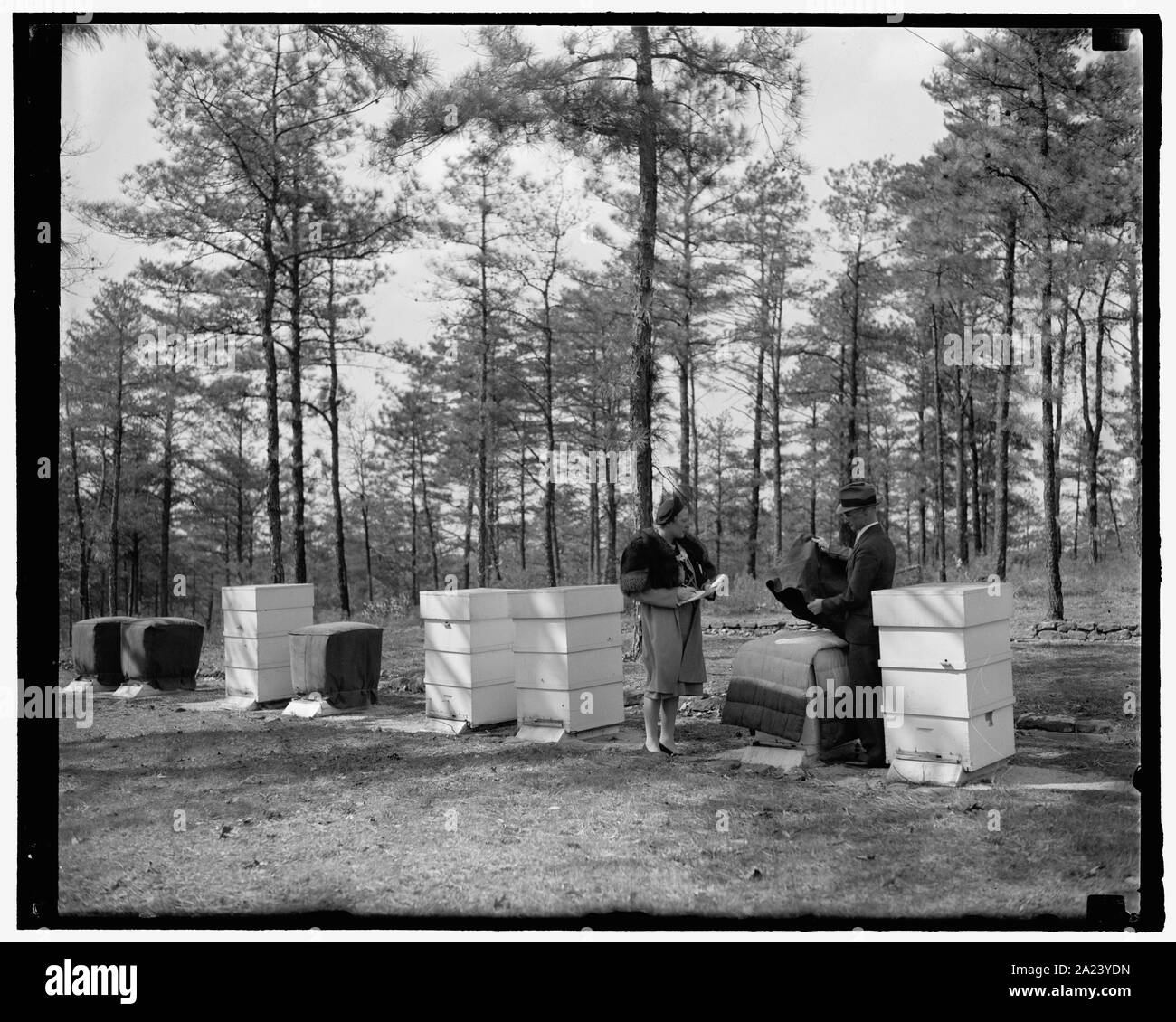 Soprabiti per api più tardi. Beltsville, Md., 11 aprile. W.J. Nolan, apicoltore di Bee laboratorio della cultura a livello nazionale Centro di Ricerca Agricola qui, sta dimostrando di perdere autocarro Van Houten, come cappotti per le api di proteggere questi produttori di miele da venti urlanti dell'inverno. In precedenza il confezionamento per doppia adorna alveari era di segatura e TA() carta, ora questi a sangue freddo gli insetti possono huddle sotto cappotti costituito da doppio coperte, con l'aggiunta di una copertura a telone. Foto Stock