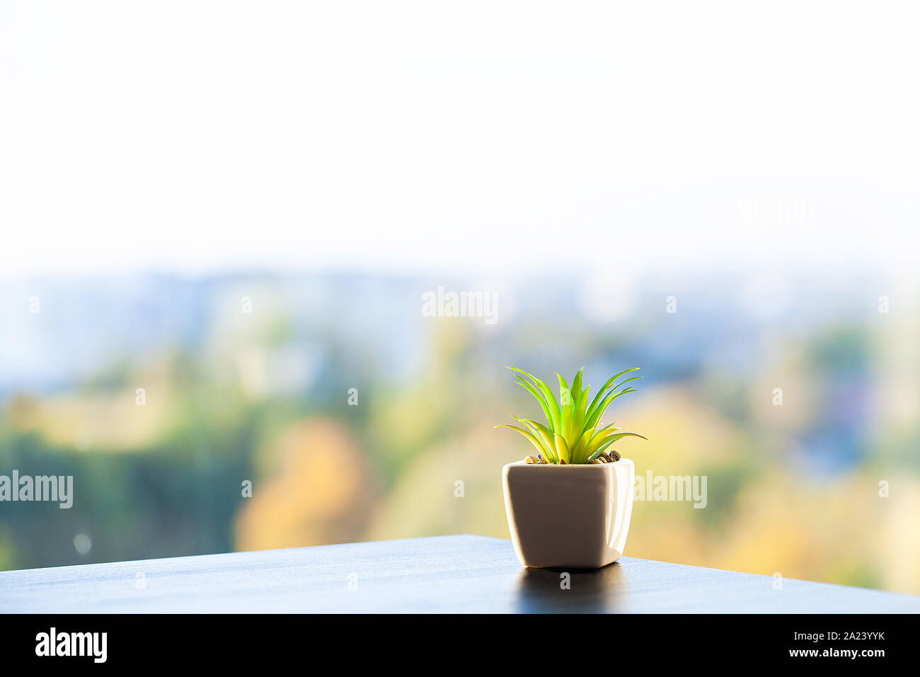 Piante succulente sul davanzale nella moderna camera da letto Foto Stock