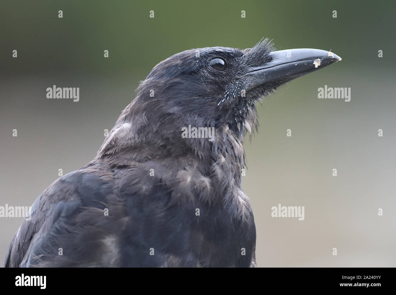 Close-up verticale di una squallida northwestern crow (Corvus caurinus). Telegraph Cove, British Columbia, Canada. Foto Stock