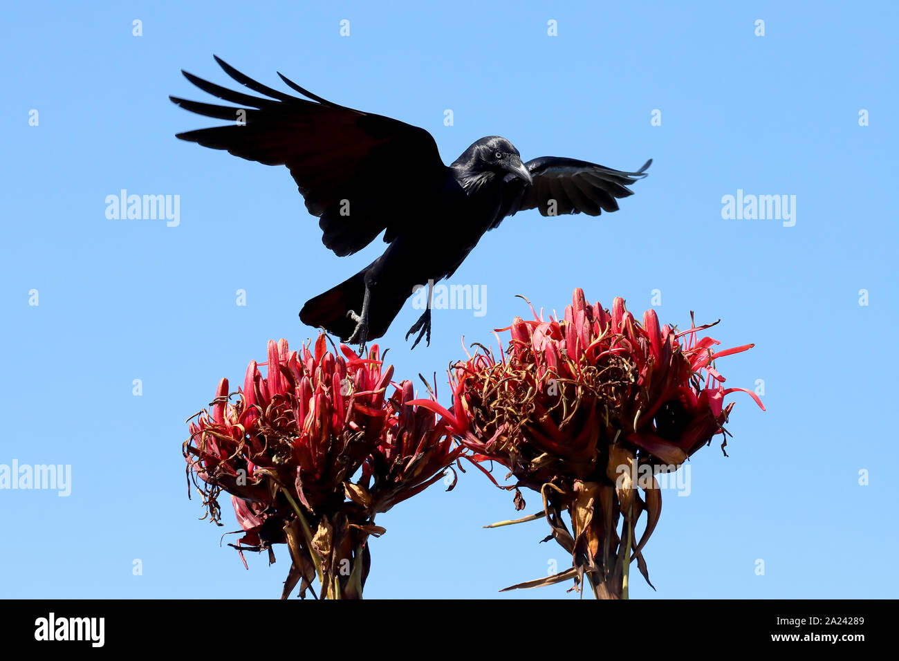 Australian Raven su Gymea Lily Foto Stock