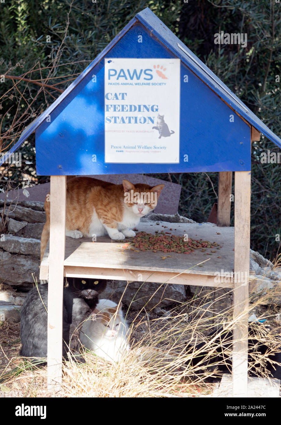 Paws Cat Rescue Center Paxos isole Greche - Grecia Foto Stock
