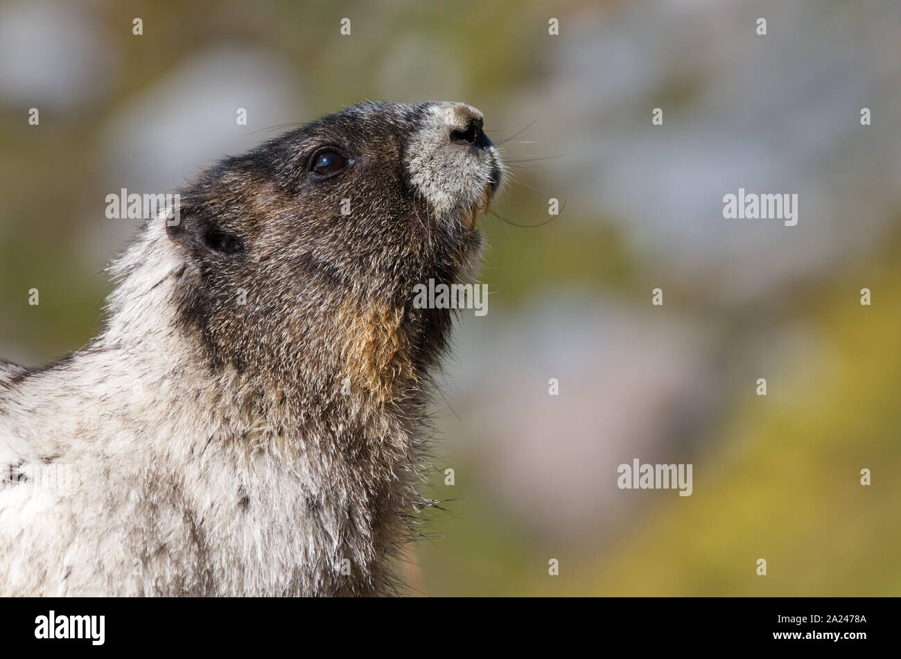 Testa e spalle di annoso marmotta, il Parco Nazionale del Monte Rainier, nello Stato di Washington, USA Foto Stock