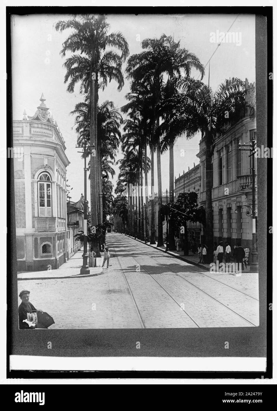 Palm Ave. Para, Brasile Foto Stock