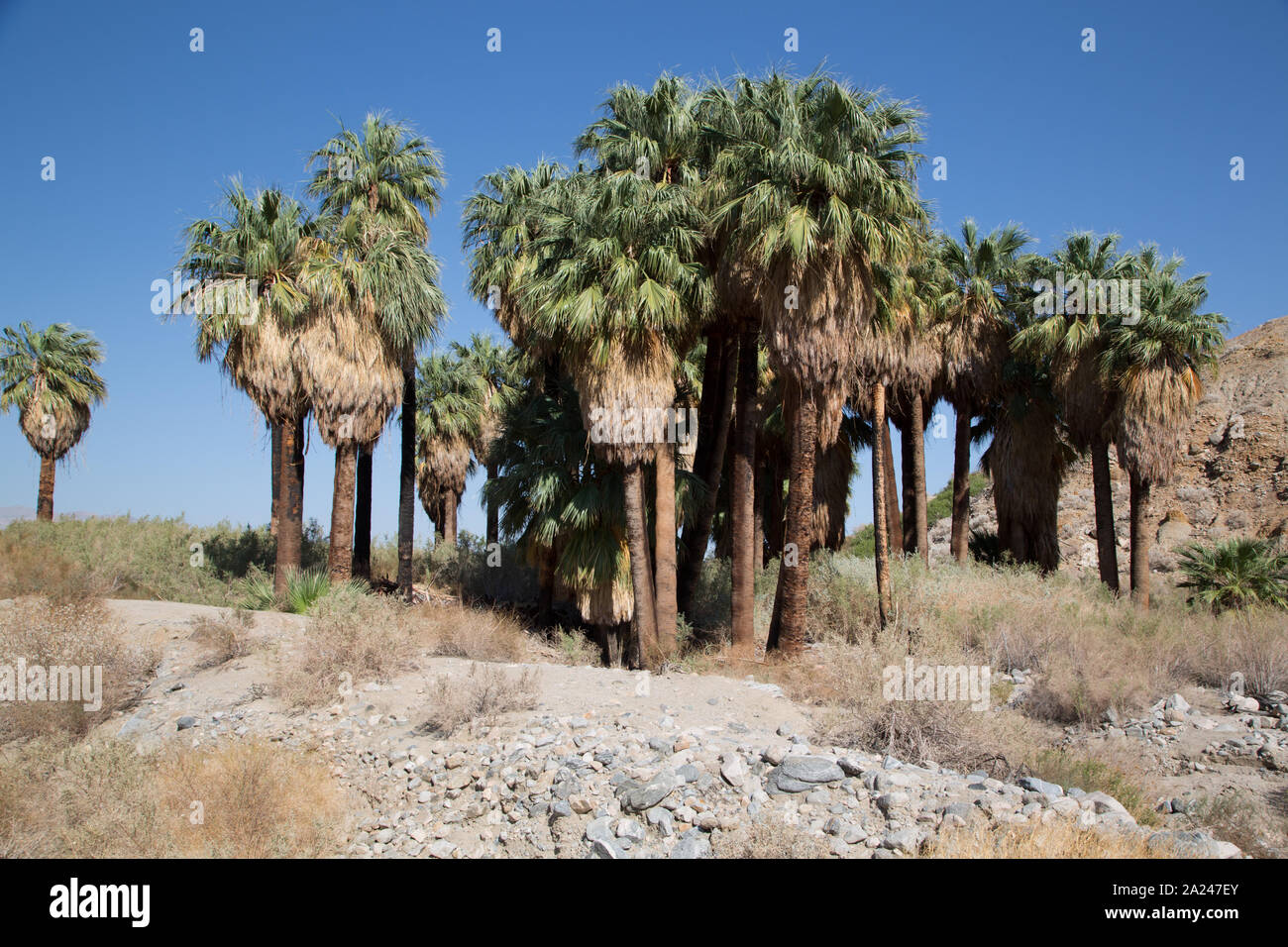 Le palme nel sud del deserto della California Foto Stock