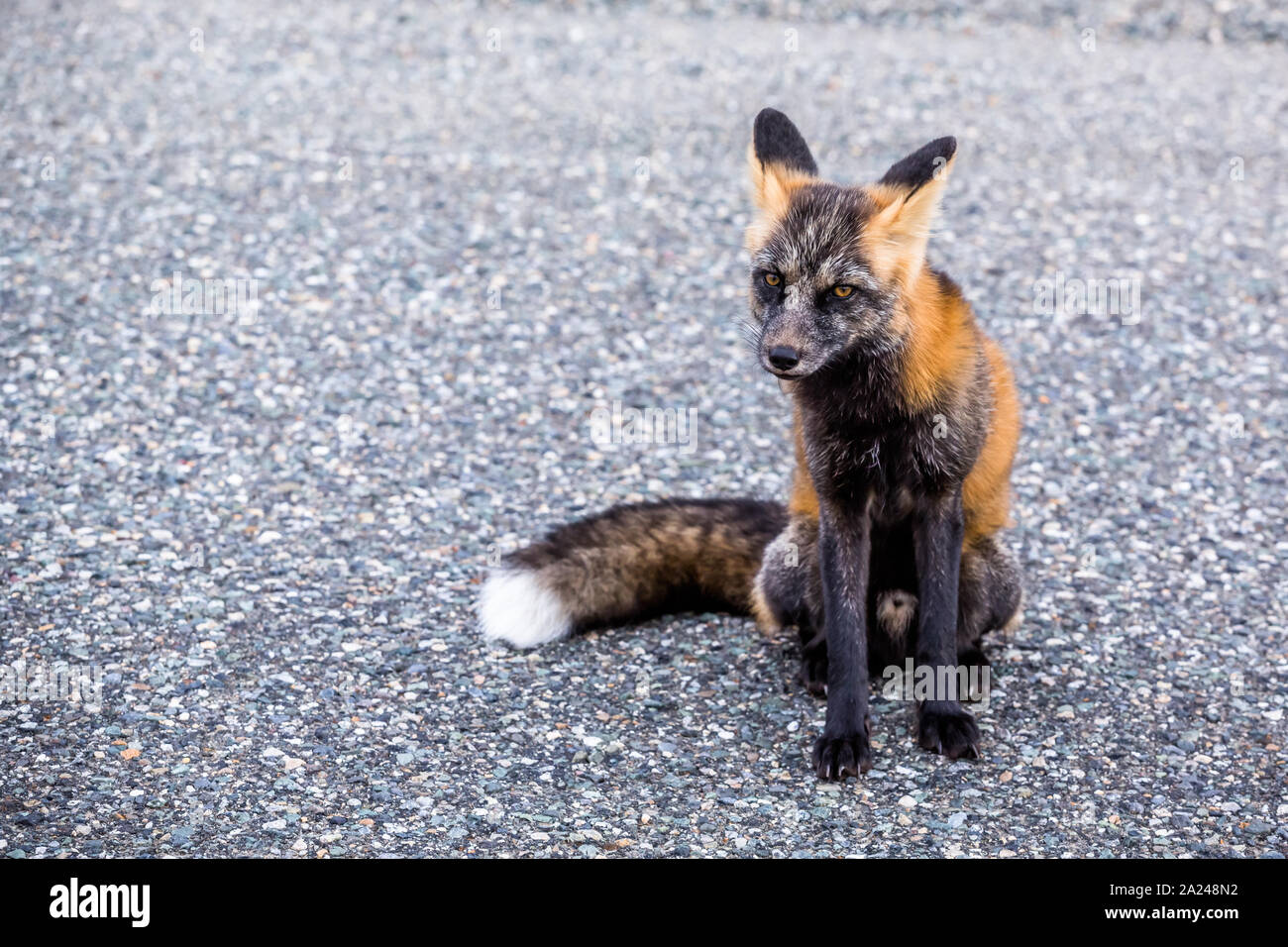 Fantastico fox seduta tranquillamente guardando la telecamera su una strada nel nord del Canada. Foto Stock