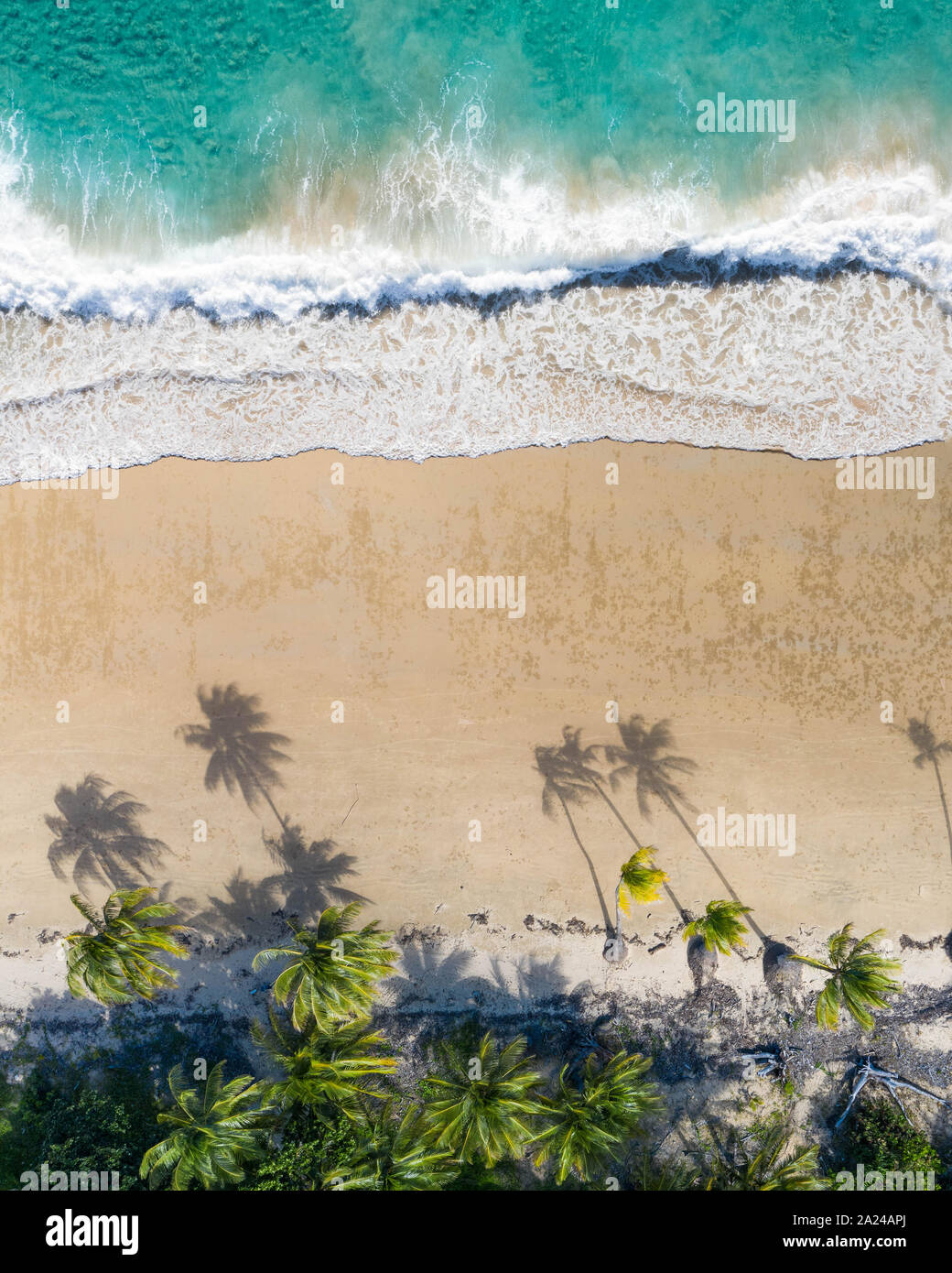 Scenario tropicale di sabbia bianca bech con noce di cocco Palm tree idilliaco sfondo turchese del mare vista aerea Foto Stock