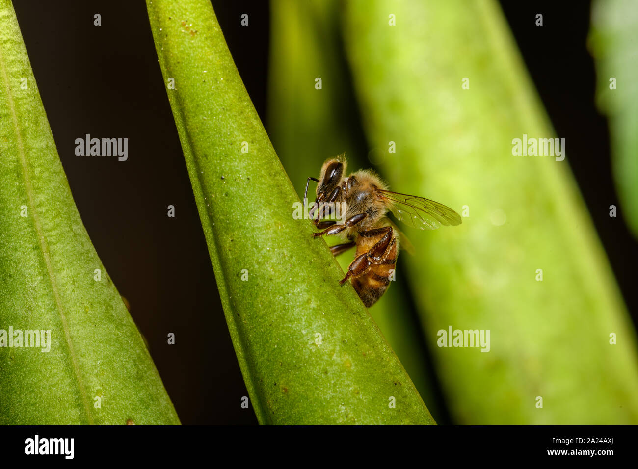 European miele delle api (Apis mellifera) macro closeup dettagliato in ambiente naturale Foto Stock