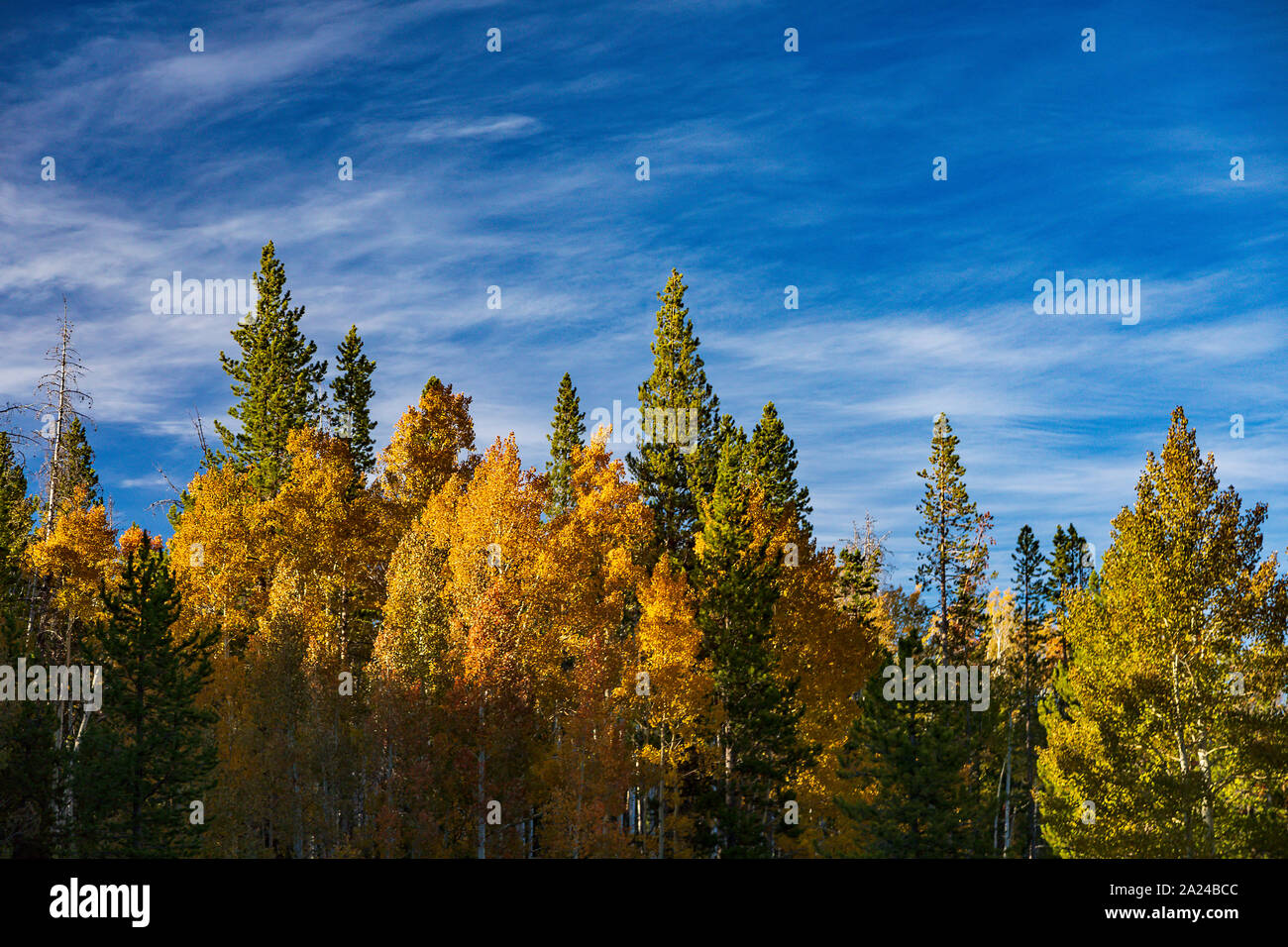 I colori dell'autunno del golden aspen alberi lungo il corridoio dell'autostrada 150, il Mirror Lake Scenic Byway, sul versante nord dei Monti Uinta. Foto Stock