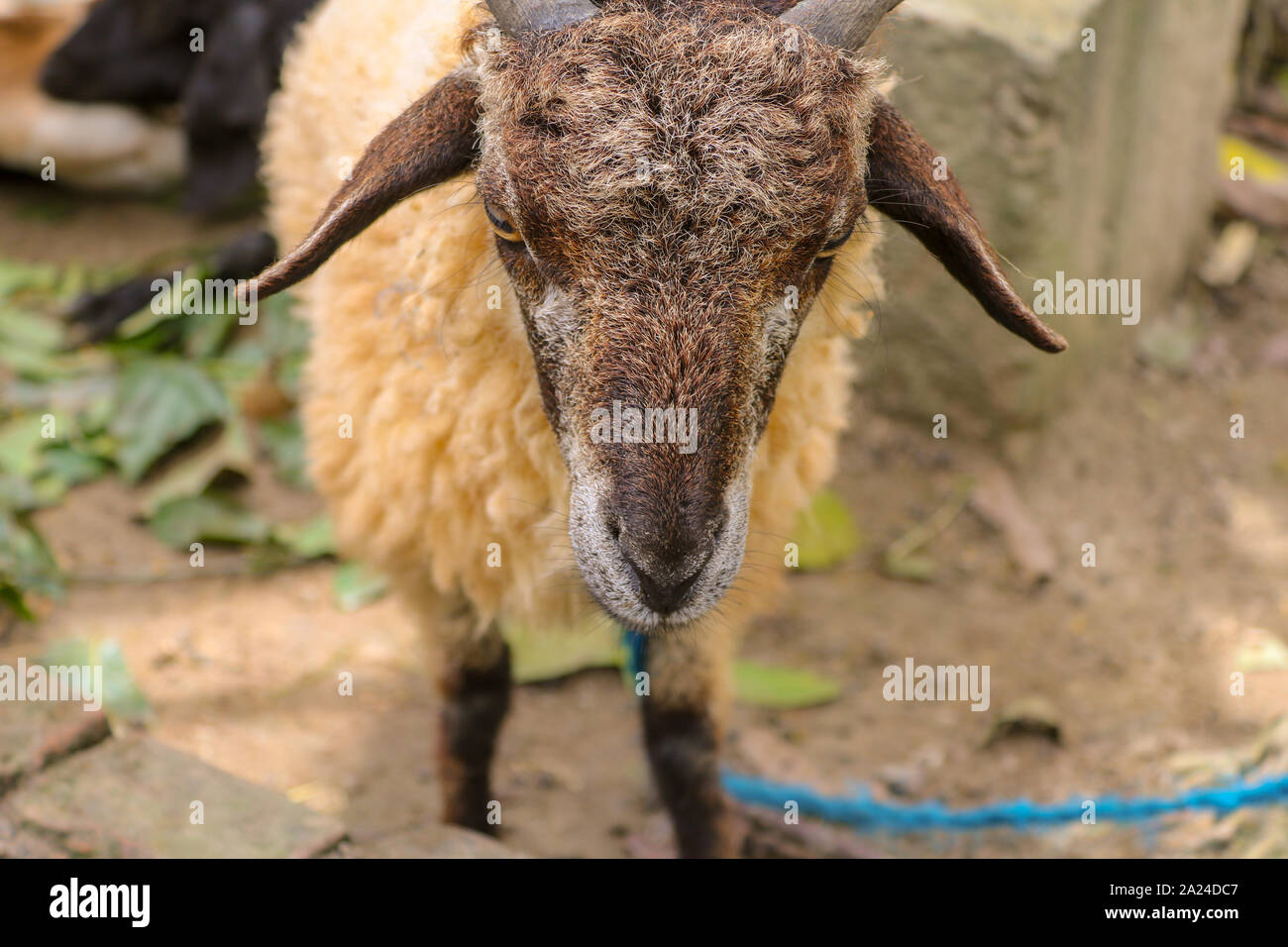 Testa e orecchie di Ram vicino Shot Foto Stock