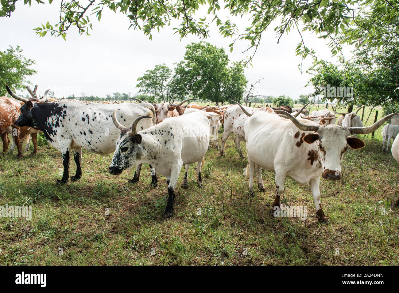 Parte del 200-testa longhorn mandria a 1.800 acri Lonesome Ranch di pino, un gruppo di lavoro di ranch di bestiame che è parte del Texas ranch vita ranch resort vicino Chappell Hill nella contea di Austin, Texas Foto Stock