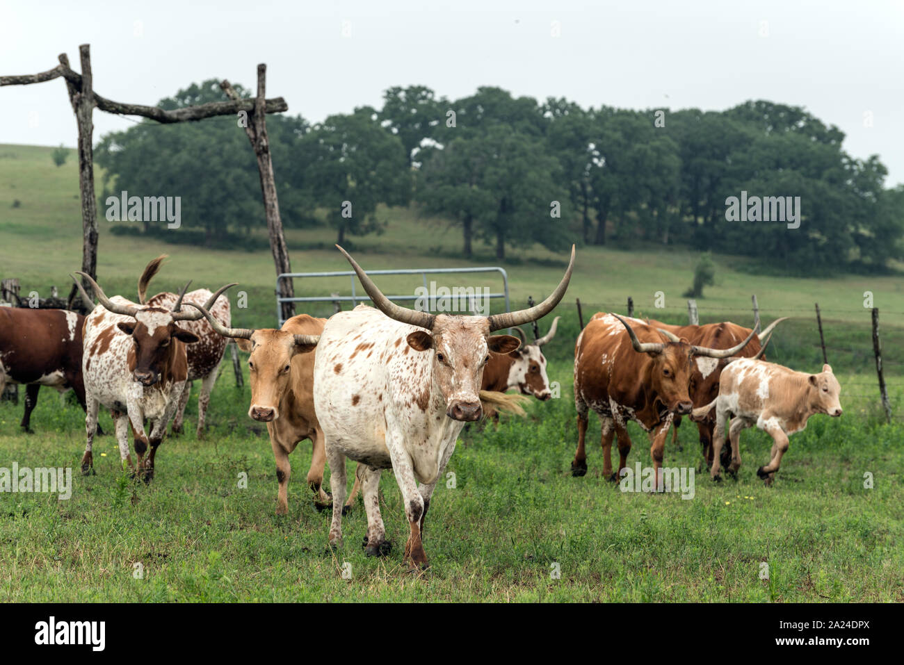 Parte del 200-testa longhorn mandria a 1.800 acri Lonesome Ranch di pino, un gruppo di lavoro di ranch di bestiame che è parte del Texas ranch vita ranch resort vicino Chappell Hill nella contea di Austin, Texas Foto Stock