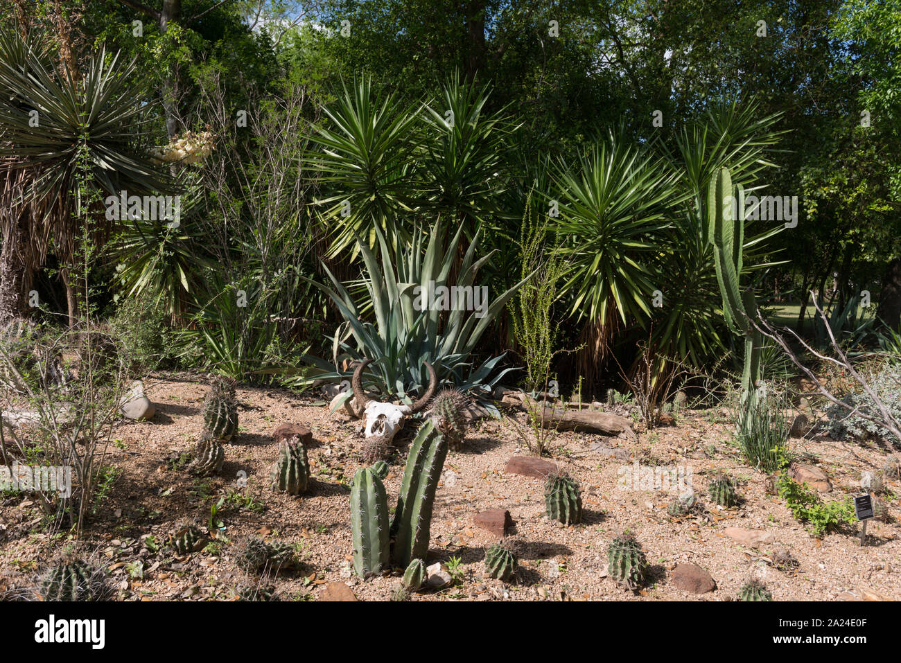 Una parte del terreno a Quinta Mazatlan, una storica adobe mansion e natura e birdwatching center di McAllen, Texas Foto Stock