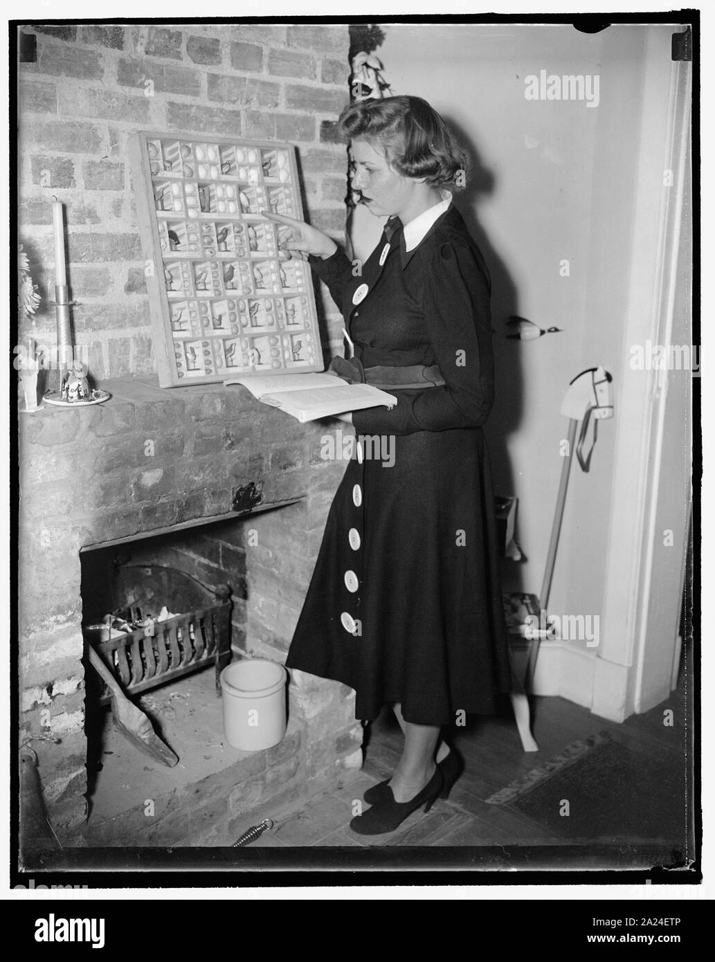 Passeggero uova di piccione a $300 un pezzo. Washington, 1 dic. Poiché l'ultimo piccione passeggero in esistenza morì a Cincinnati Zoo nel 1914, le uova dal ora estinti gli uccelli sono diventati così scarsa che G. Ellis Miller, di questa città, sta chiedendo $300 un pezzo per tre quelli perfetti in suo possesso--con no takers. Le uova sono state lasciate a Miller da suo nonno da una raccolta effettuate 75 anni fa -- quando gli uccelli hanno volato in branchi che ha oscurato il sole e ha rotto si dirama alberi quando essi roosted en masse. Marjorie Beall, studente di biologia presso la George Washington University, è mostrato studyin Foto Stock