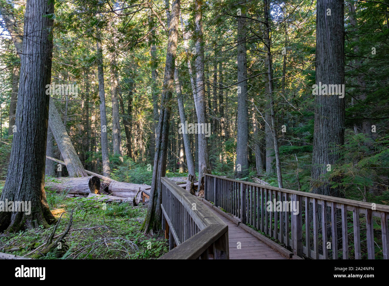 Passeggiando per il sentiero dei cedri Sentiero Natura presso il Glacier National Park Montana Foto Stock