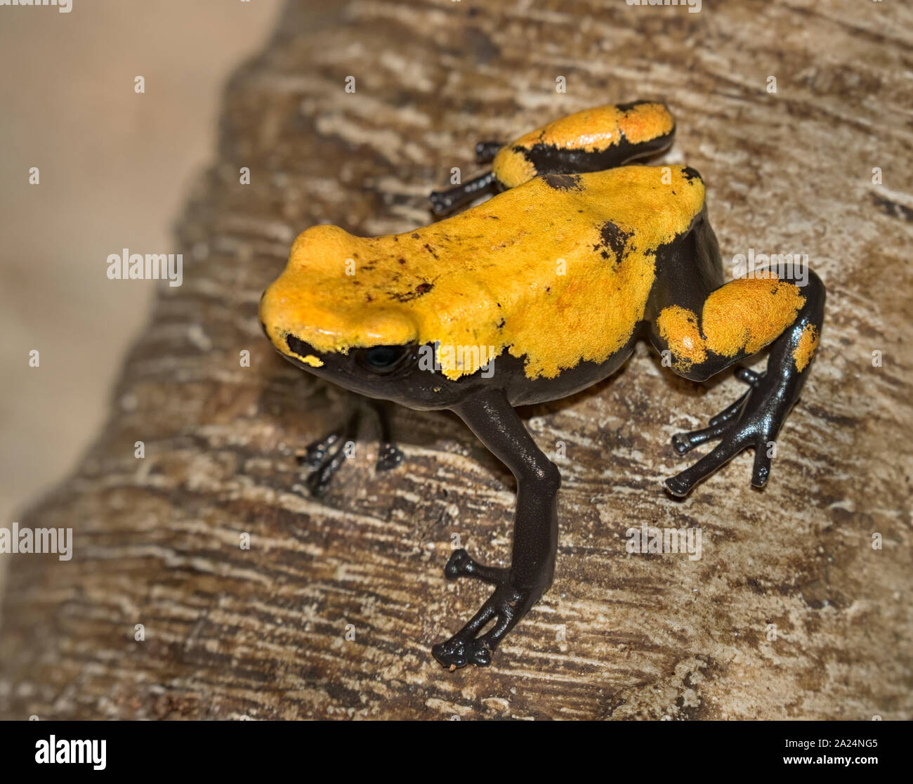 Nero-zampe Dart di veleno (Rana Phyllobates bicolore) sulla struttura ad albero Foto Stock