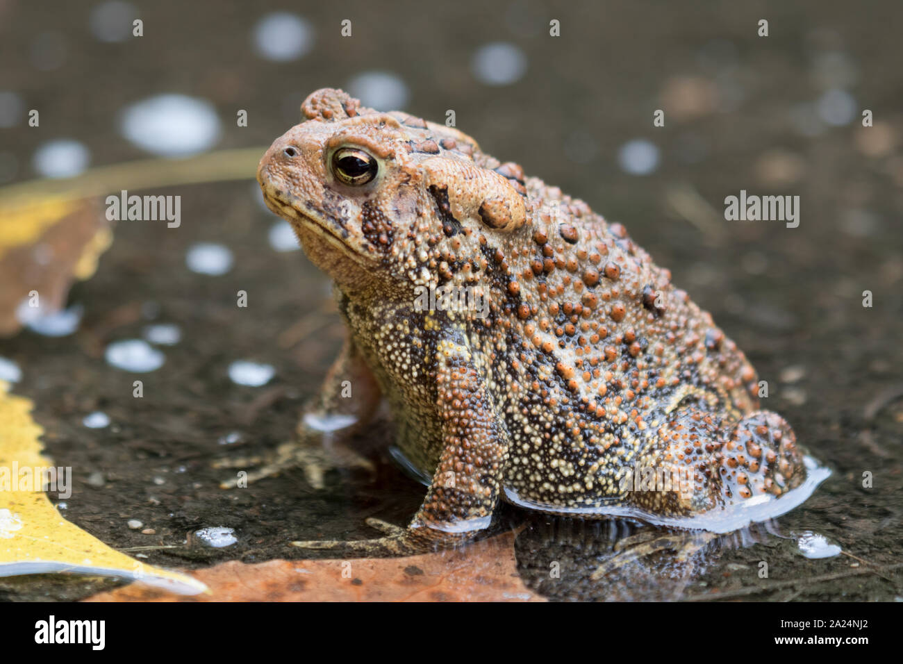 American Toad (Anaxyrus Americanus ) sotto la pioggia paddle, vicino. Foto Stock