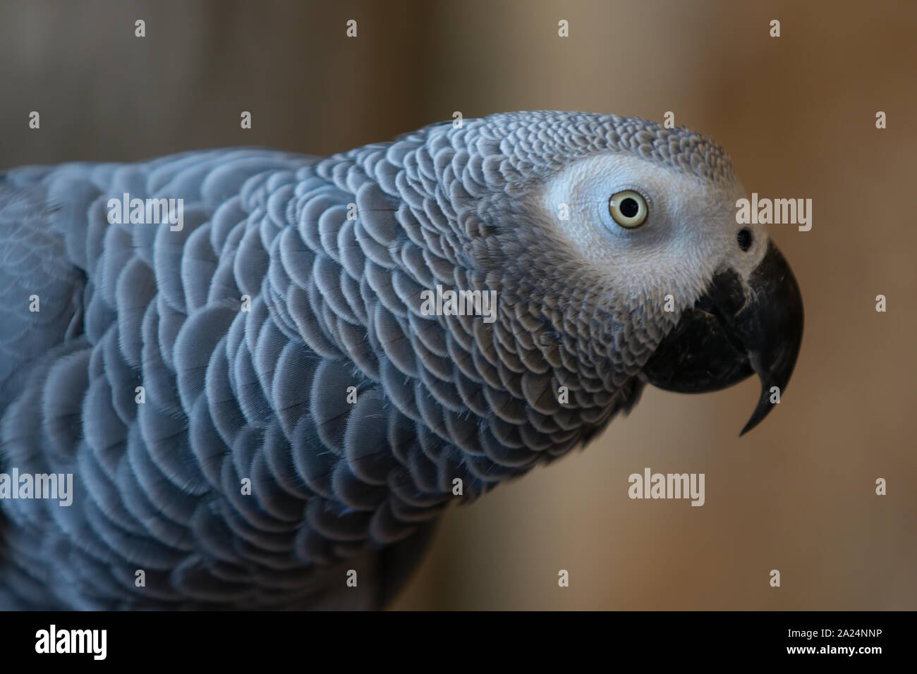 Grigio africano Congo pappagallo Psittacus erithacus uccello vicino la faccia rivolta a destra Foto Stock