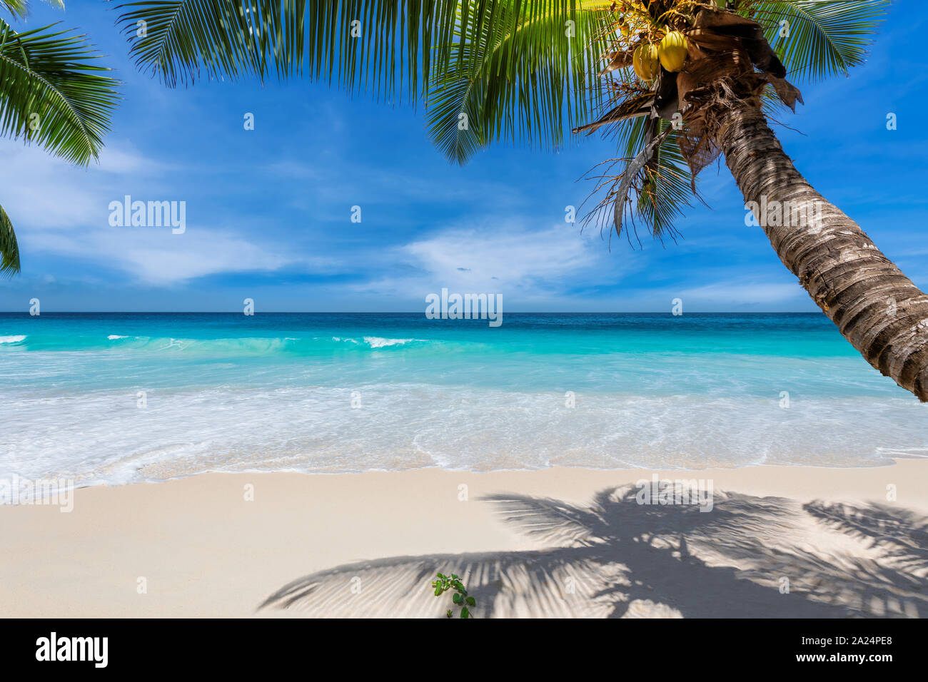 Palme di cocco sulla spiaggia di sole e mare turchese nelle Seicelle. Foto Stock