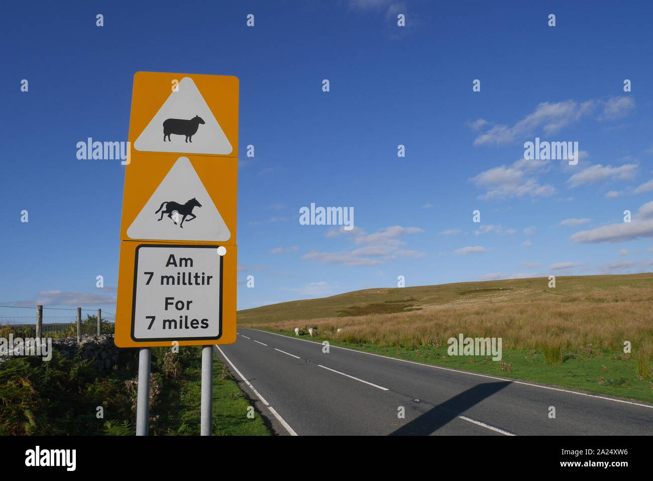 Cartello stradale in inglese e gallese che indica le pecore e cavalli sulla strada per sette miglia, Brecon Beacons, Brecknockshire, Powys, South Wales, Regno Unito Foto Stock