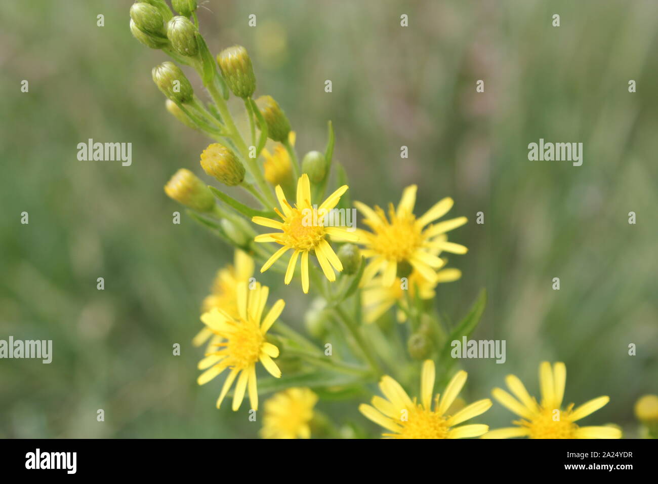 Graziosi fiori italiana con foglie - immagine Foto Stock