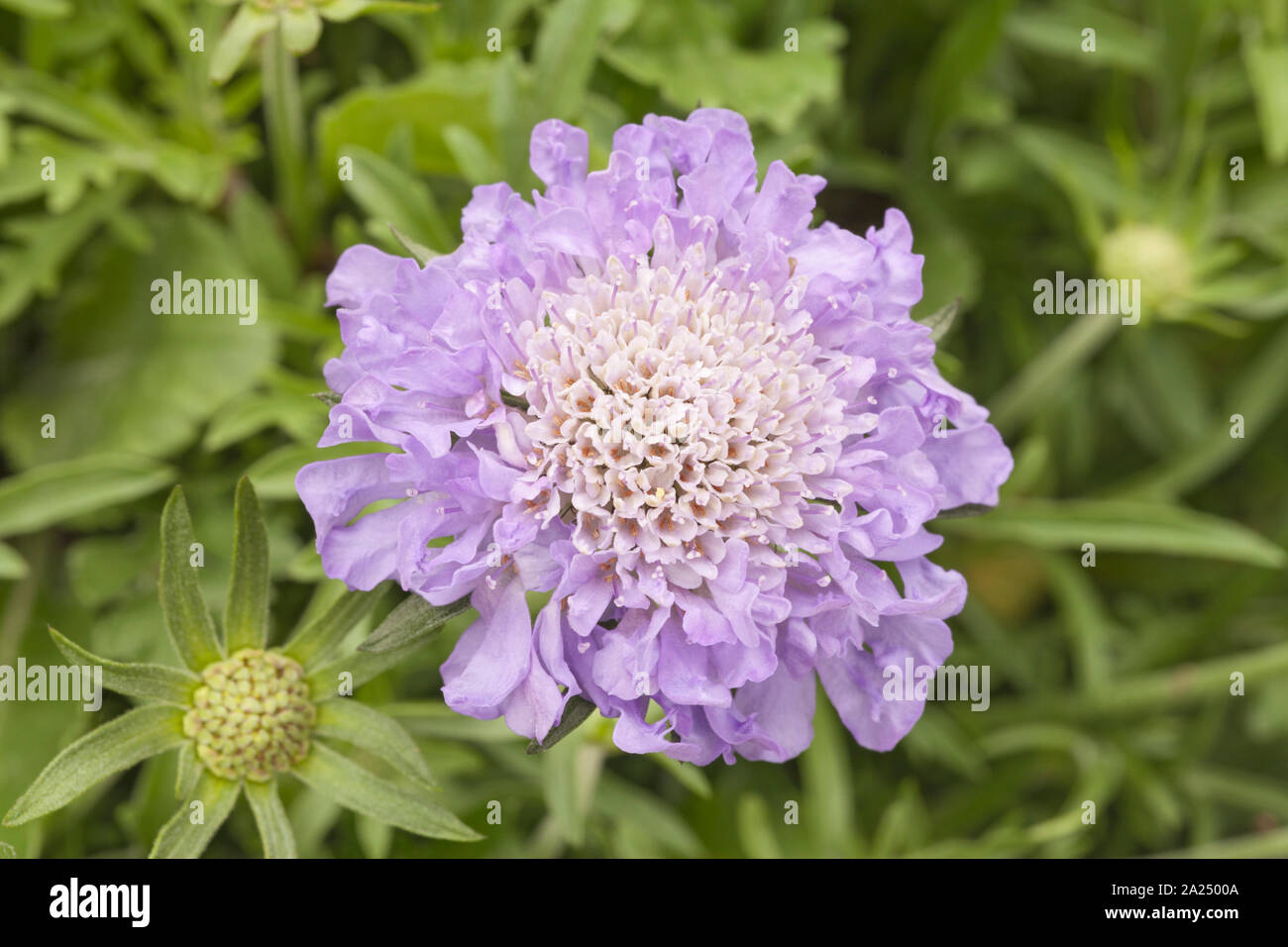 Scabious "i diamanti blu', Scabiosa Foto Stock