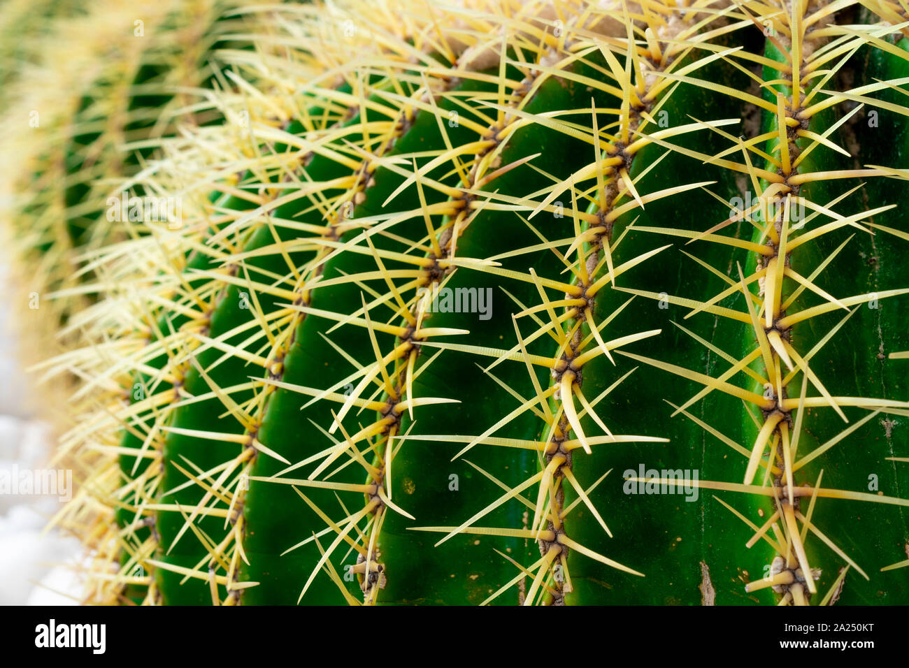 Verde macro cactus con punte Foto Stock
