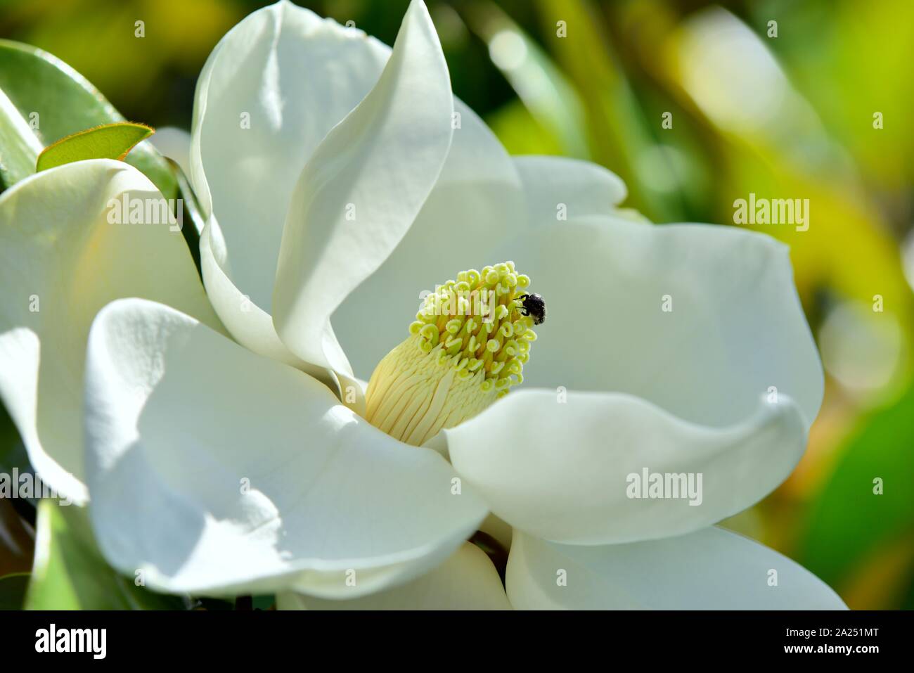 SOUTHERN albero di magnolia fiore,Palazzo Achilleion,Gastouri,l'isola di Corfù, isole Ionie, Grecia Foto Stock