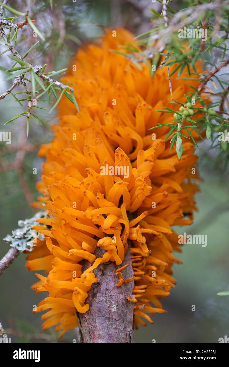 Telia emergente dalla corteccia di ginepro, pera ruggine (Gymnosporangium sabinae) Foto Stock