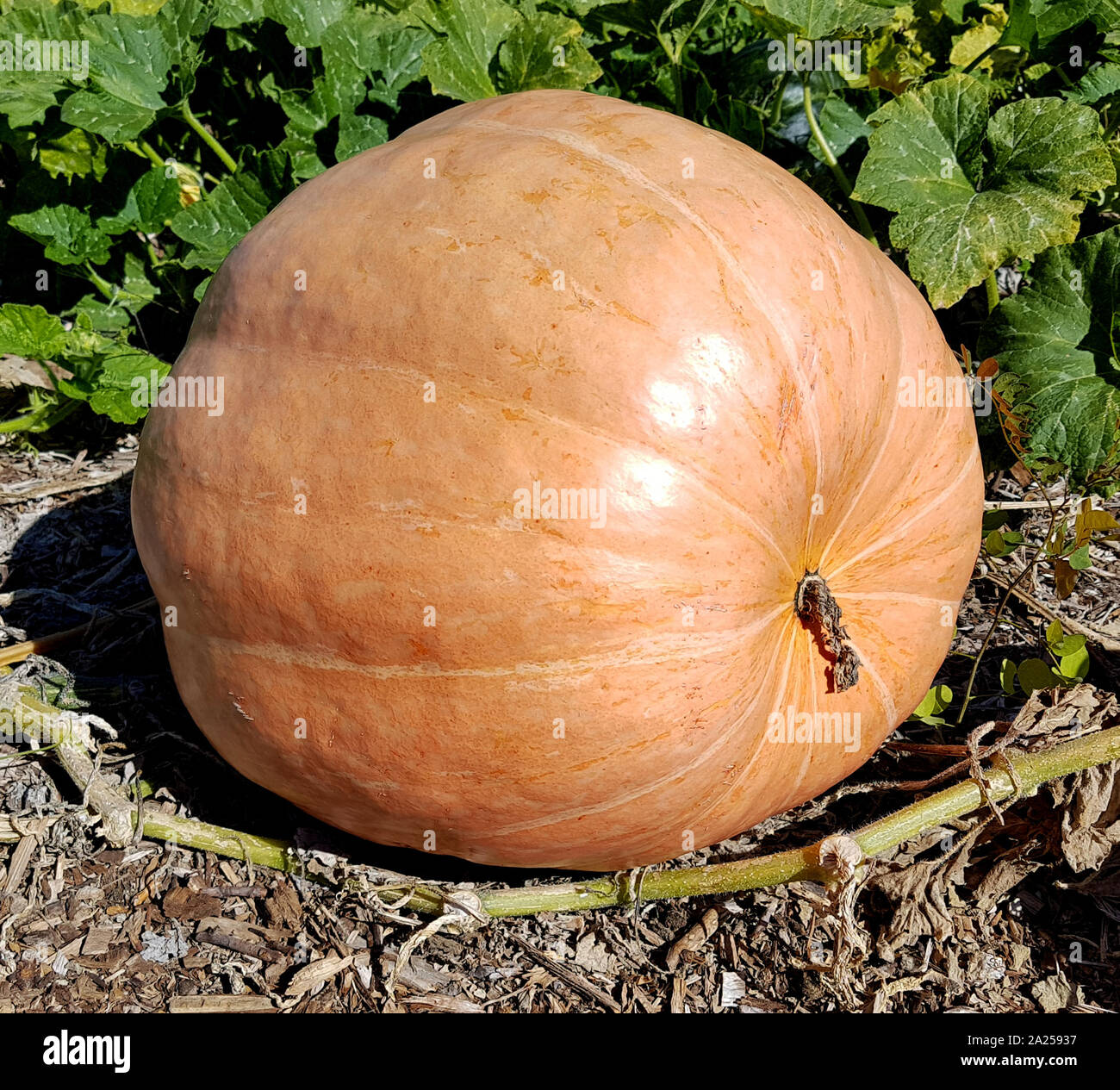 Riesenkuerbis Cucurbita maxima, ist ein Speisekuerbis und eine schoene attraktive Gartenfrucht. La Cucurbita maxima, è una zucca commestibile e un bellissimo Foto Stock