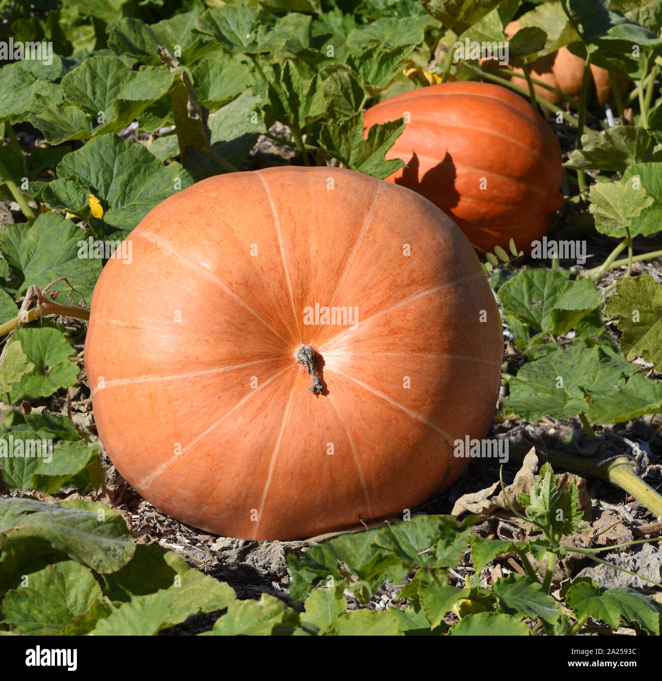 Riesenkuerbis Cucurbita maxima, ist ein Speisekuerbis und eine schoene attraktive Gartenfrucht. La Cucurbita maxima, è una zucca commestibile e un bellissimo Foto Stock