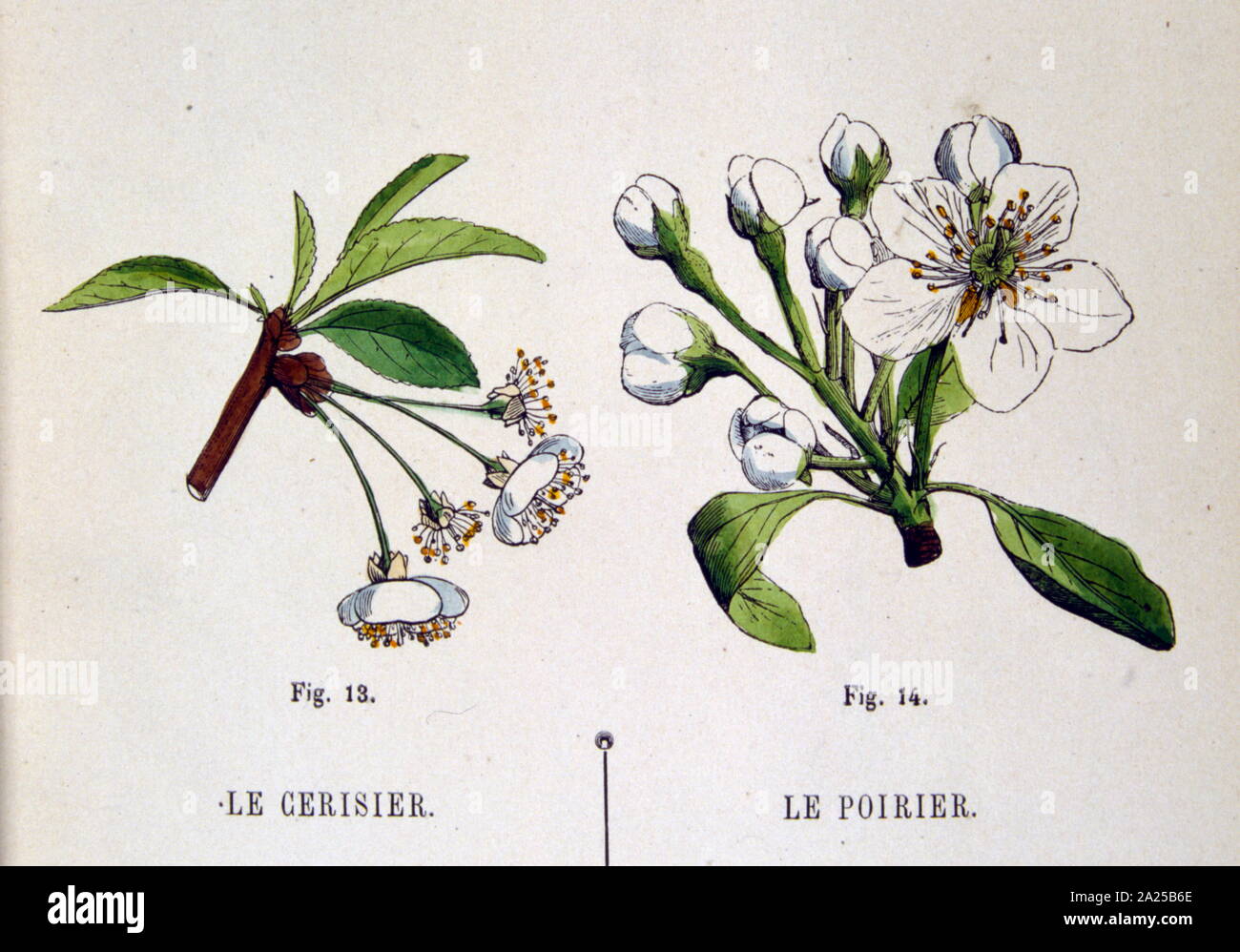 1934 francese, illustrazione botanica di ciliegia e pera blossoms Foto Stock