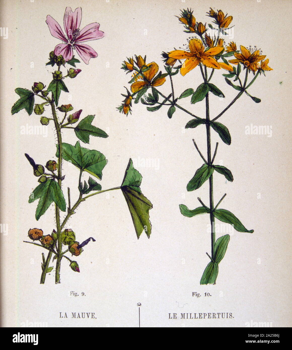 1934 francese, illustrazione botanica di prato fiorito piante Foto Stock