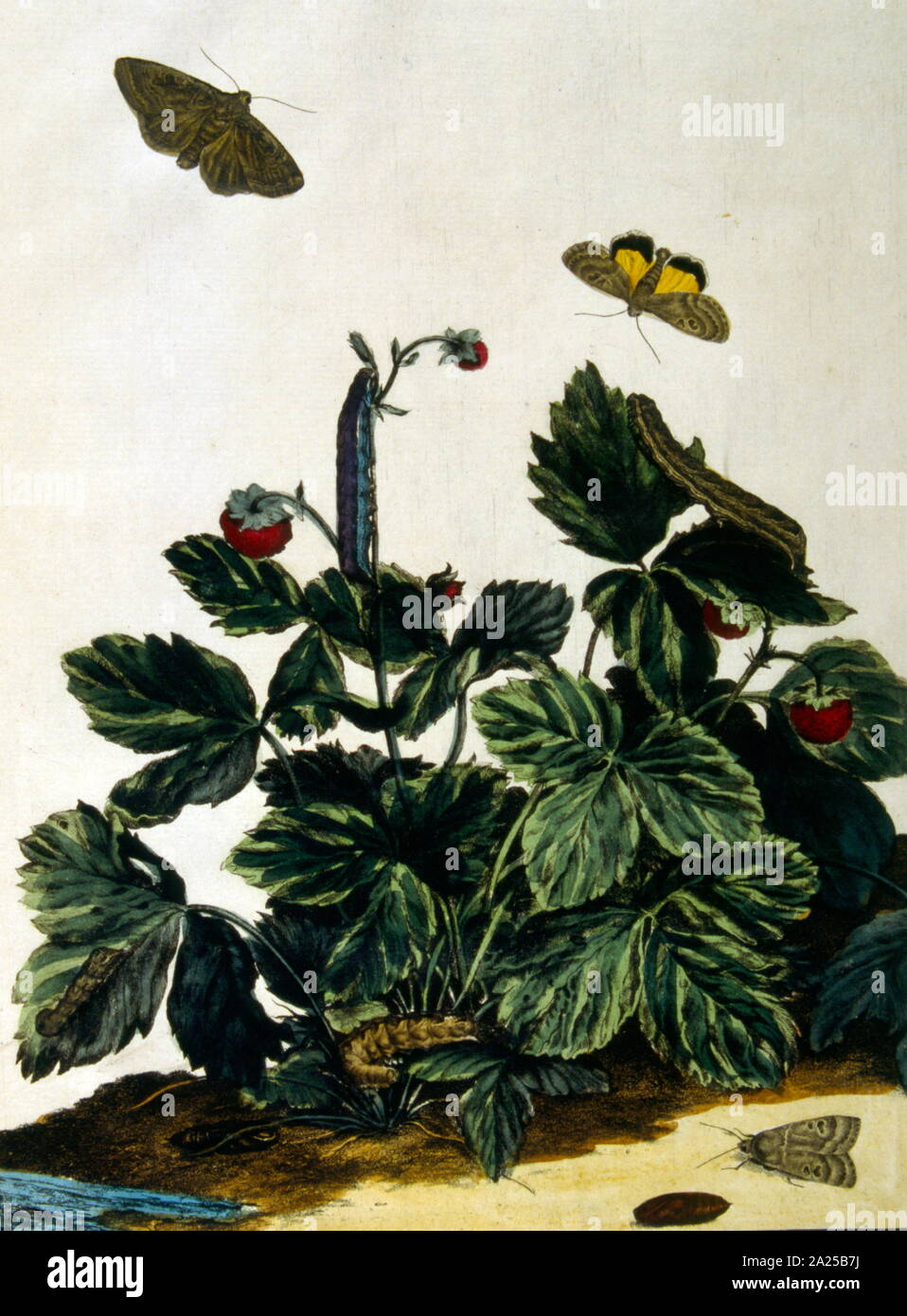 Farfalle e piante, Illustrazione da 'Flora e Sylva' da W. Robinson, Londra. 1905 Foto Stock