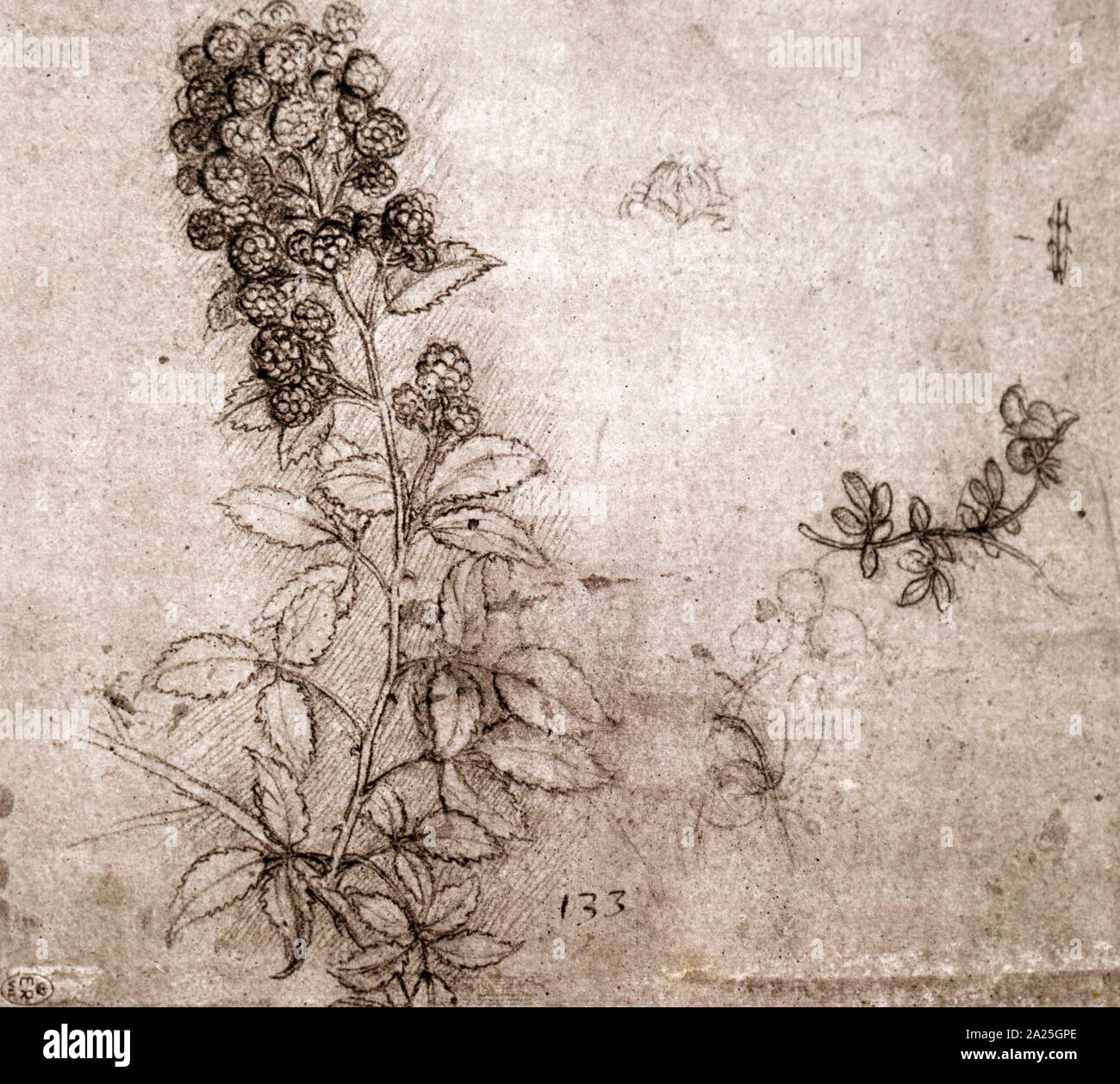 Rami di blackberry da Leonardo da Vinci. Leonardo di ser Piero da Vinci (1452-1519) un polymath italiana del Rinascimento. Foto Stock