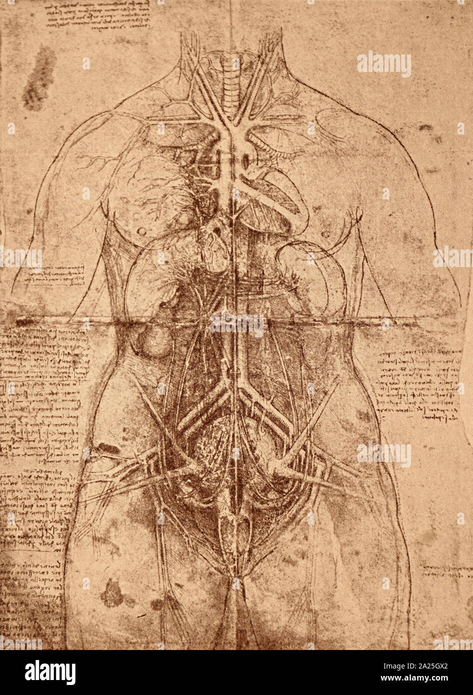 Studio anatomico da Leonardo da Vinci. Leonardo di ser Piero da Vinci (1452-1519) un polymath italiana del Rinascimento. Foto Stock